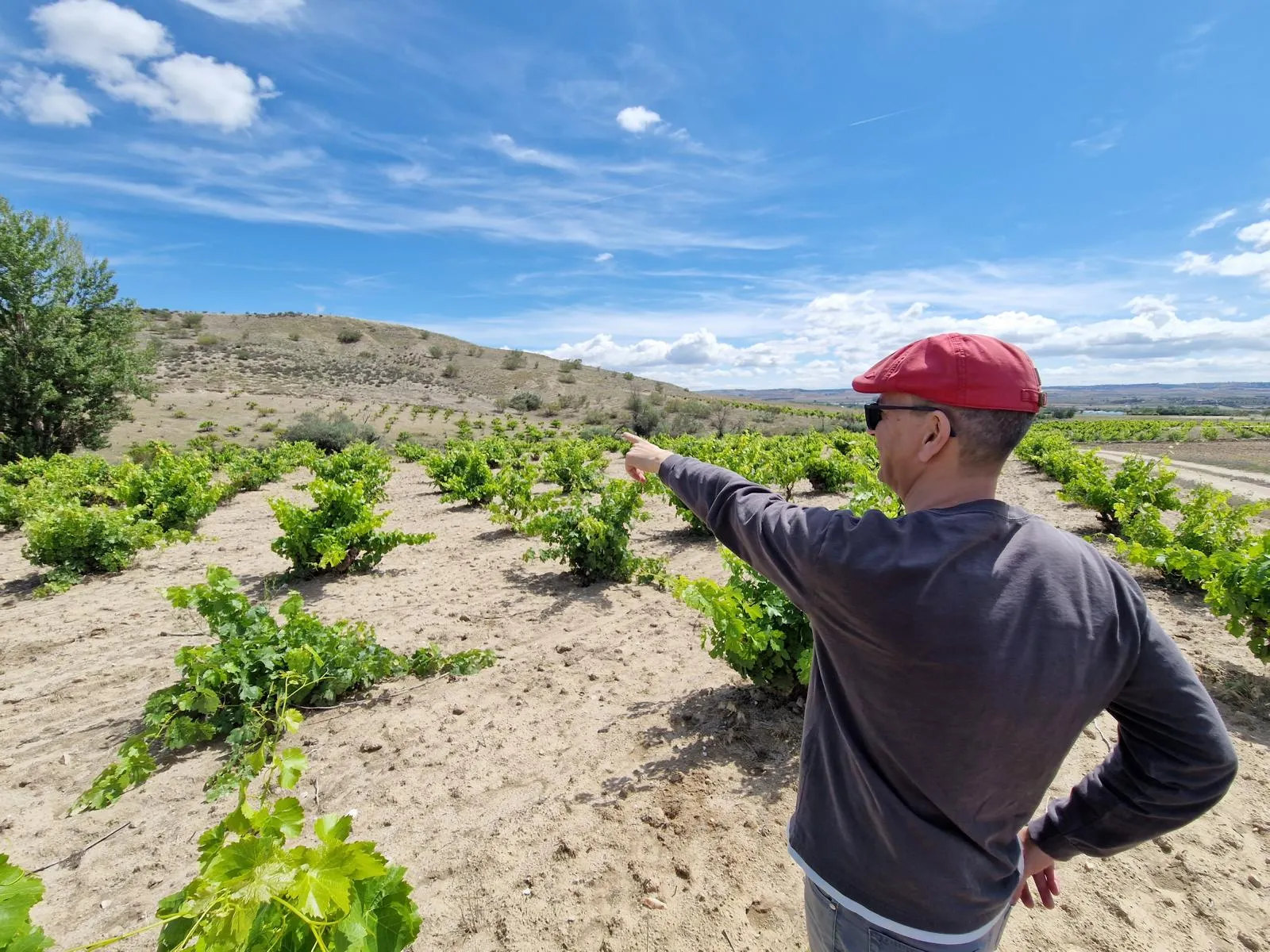 Weintour Madrid El Molar Weinberg