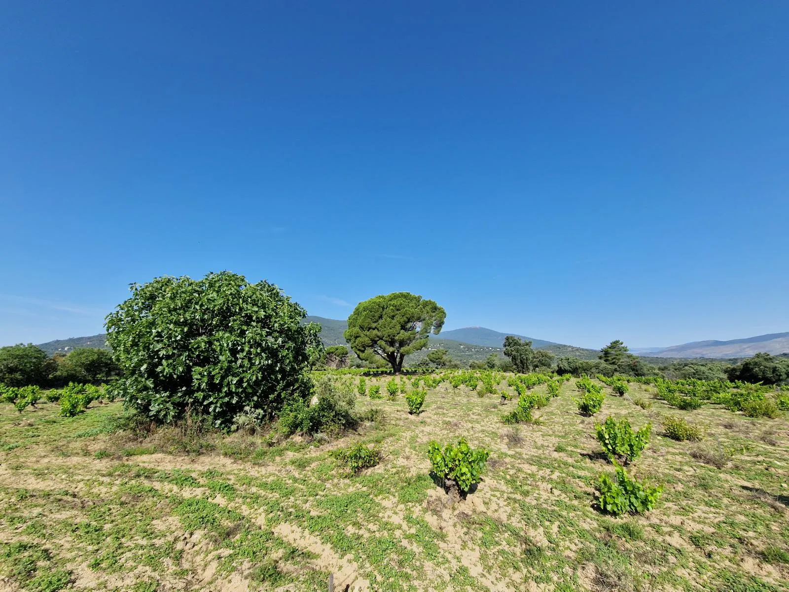 Bodega Bernabeleva Madrid San Martín de Valdeiglesias