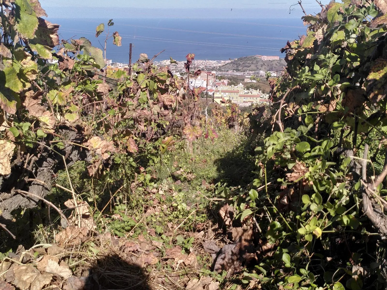 Ein begrünter Weinberg auf Teneriffa im Valle de la Orotava