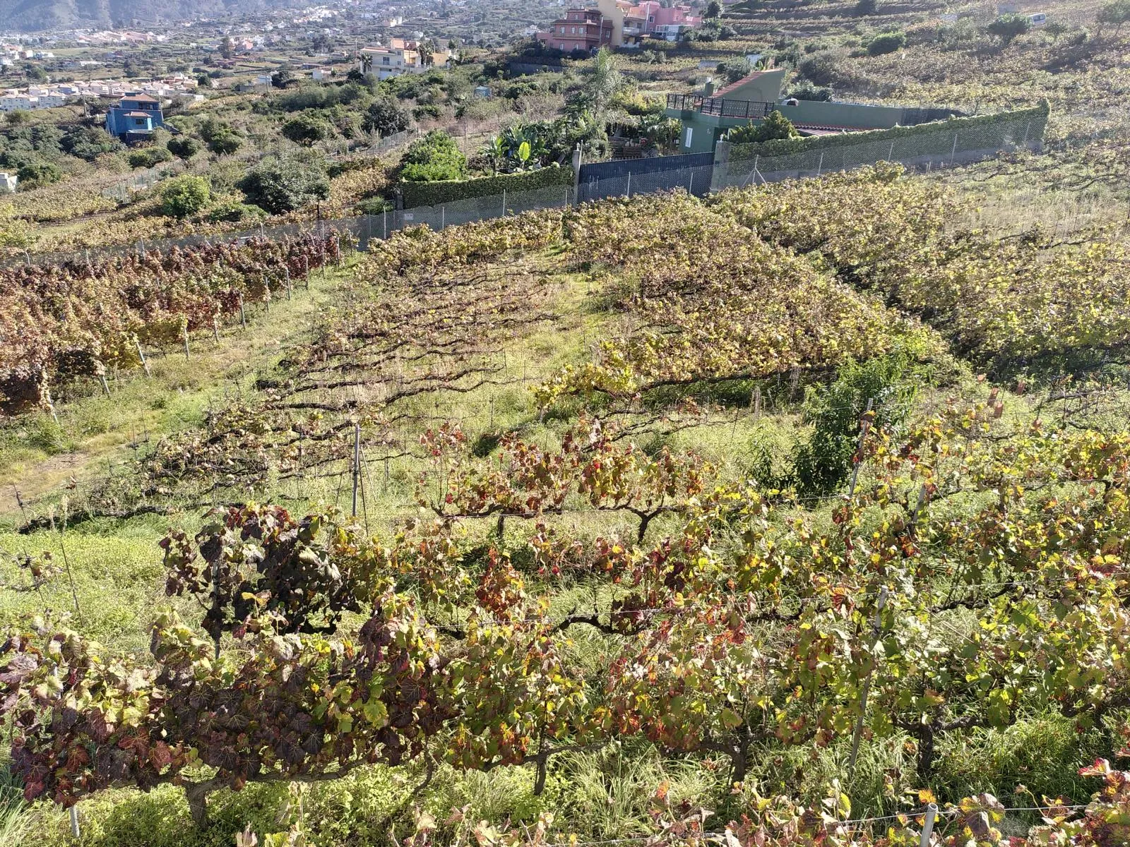 Weinberge mit Cordón Trenzado-Erziehung