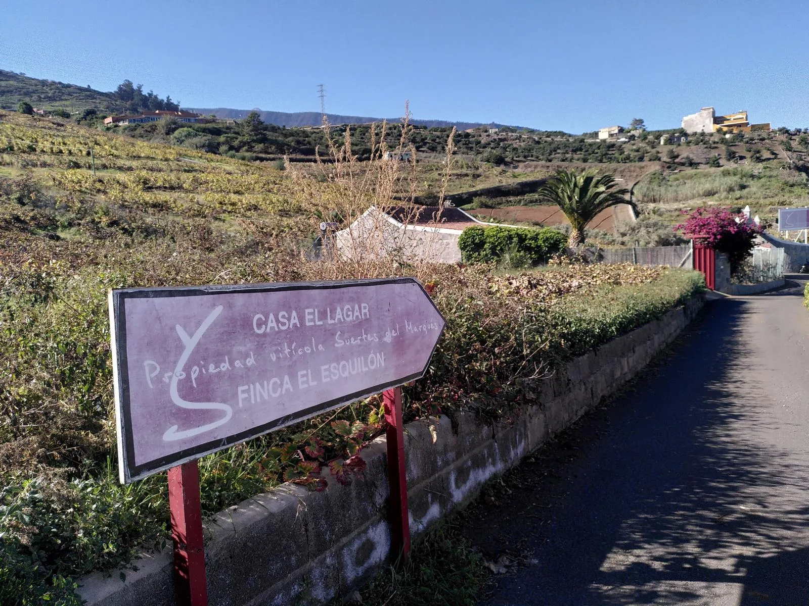 Weinberg von Suertes del Marques auf Teneriffa