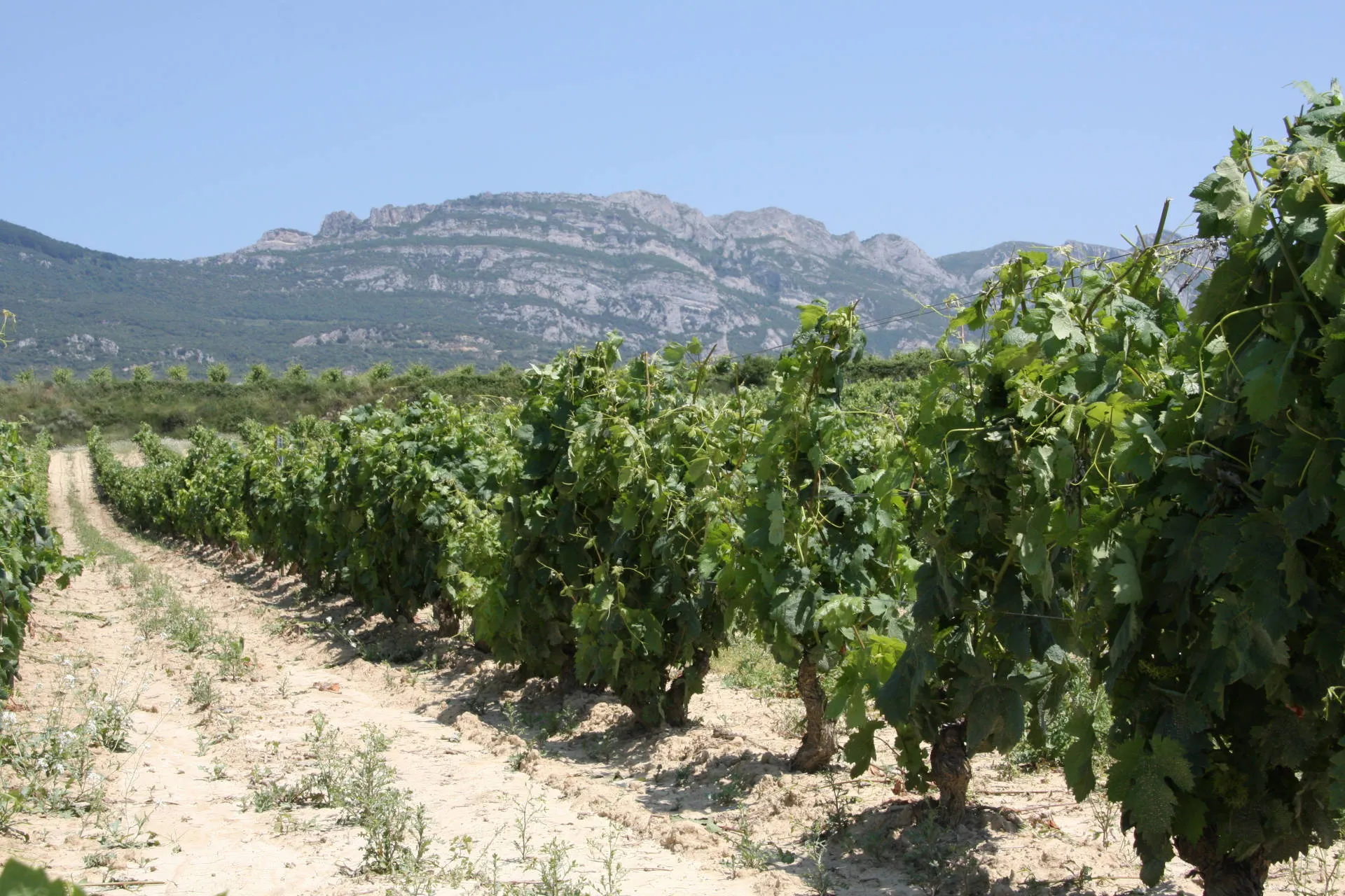 Rebzeilen im Rioja mit Berg im Hintergrund