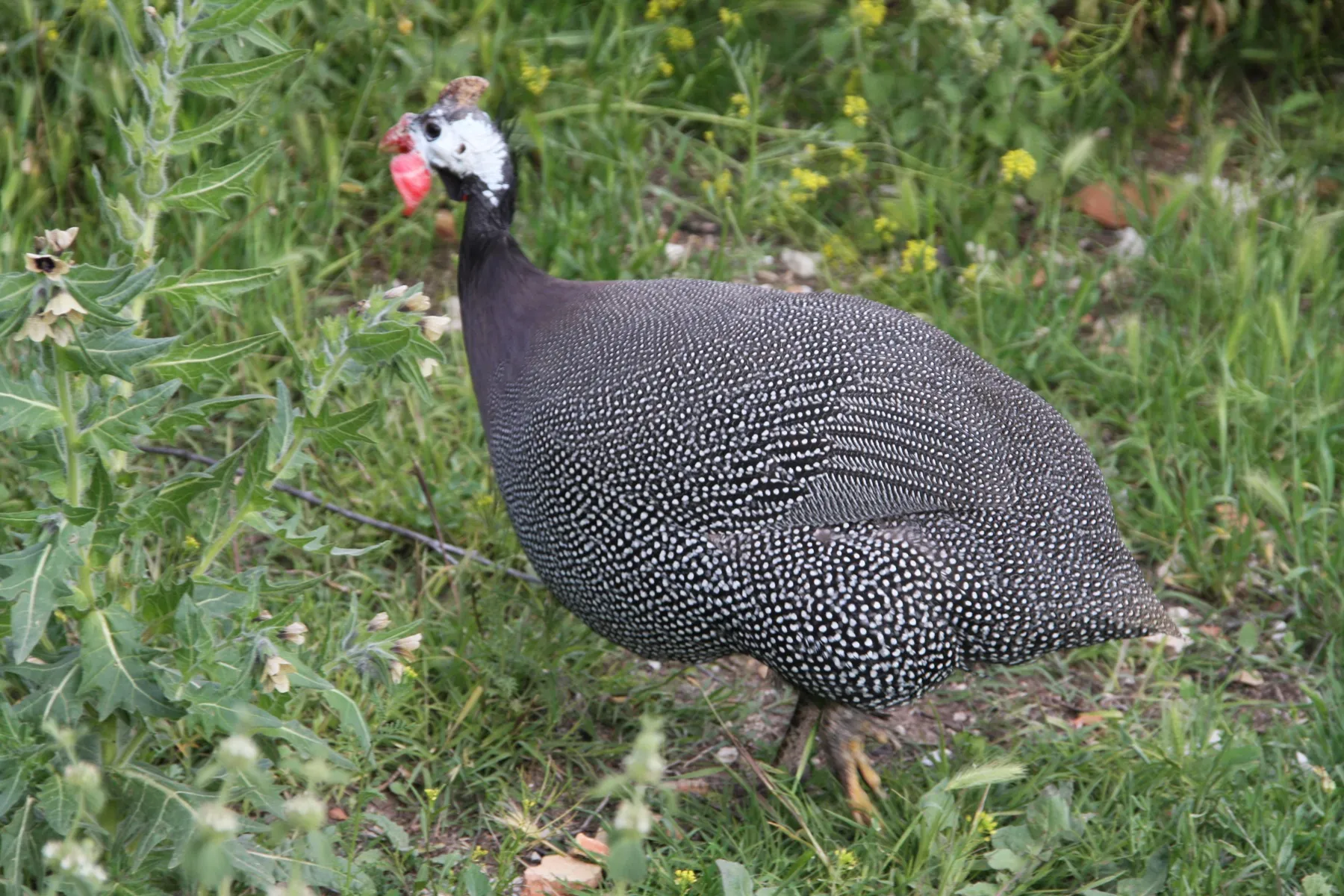 Rebhuhn in freier Wildbahn