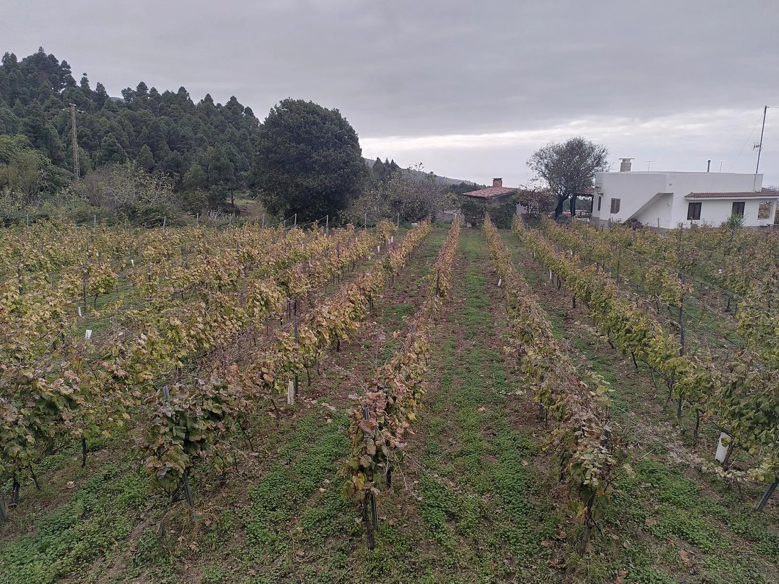 Weinberg von Borja Peréz, Teneriffa.