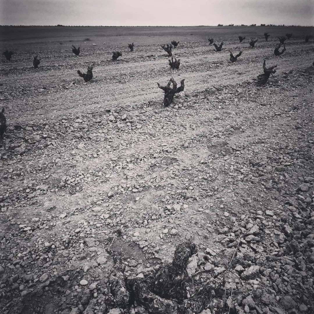 alte Reben in La Mancha