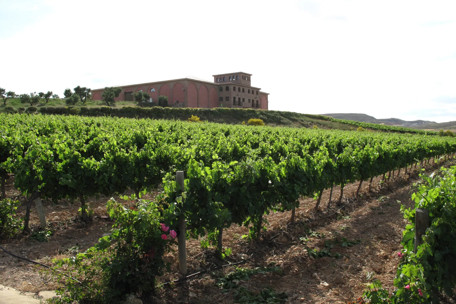 Blick auf die Bodega Pago Aylés vom Weinberg aus