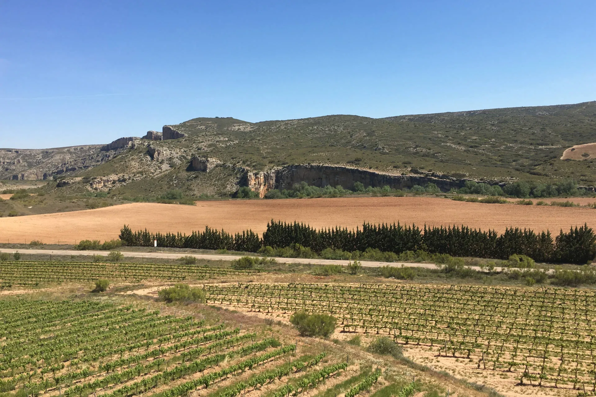 Weinberge Pago Aylés