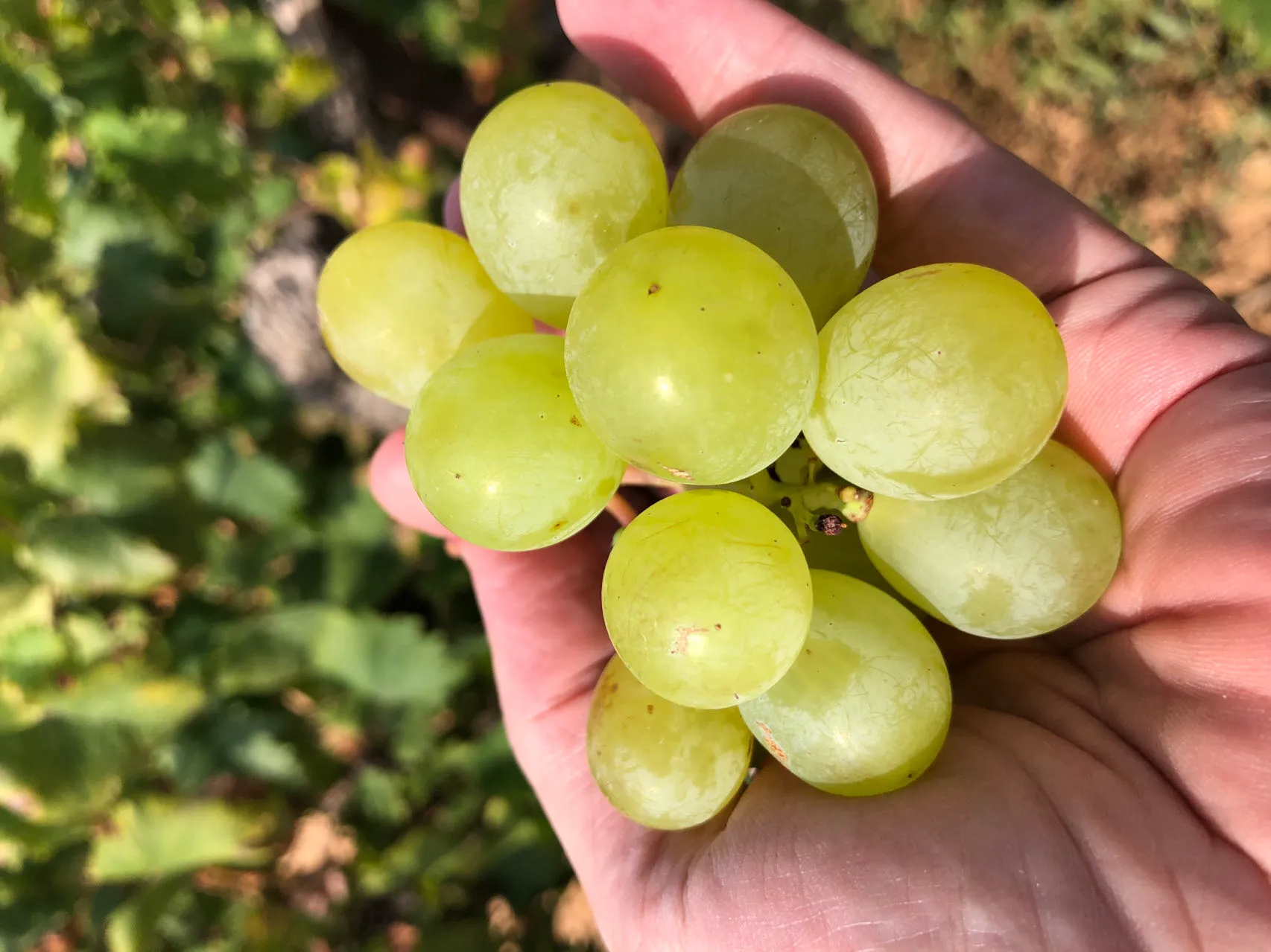 12 Trauben sollt ihr essen