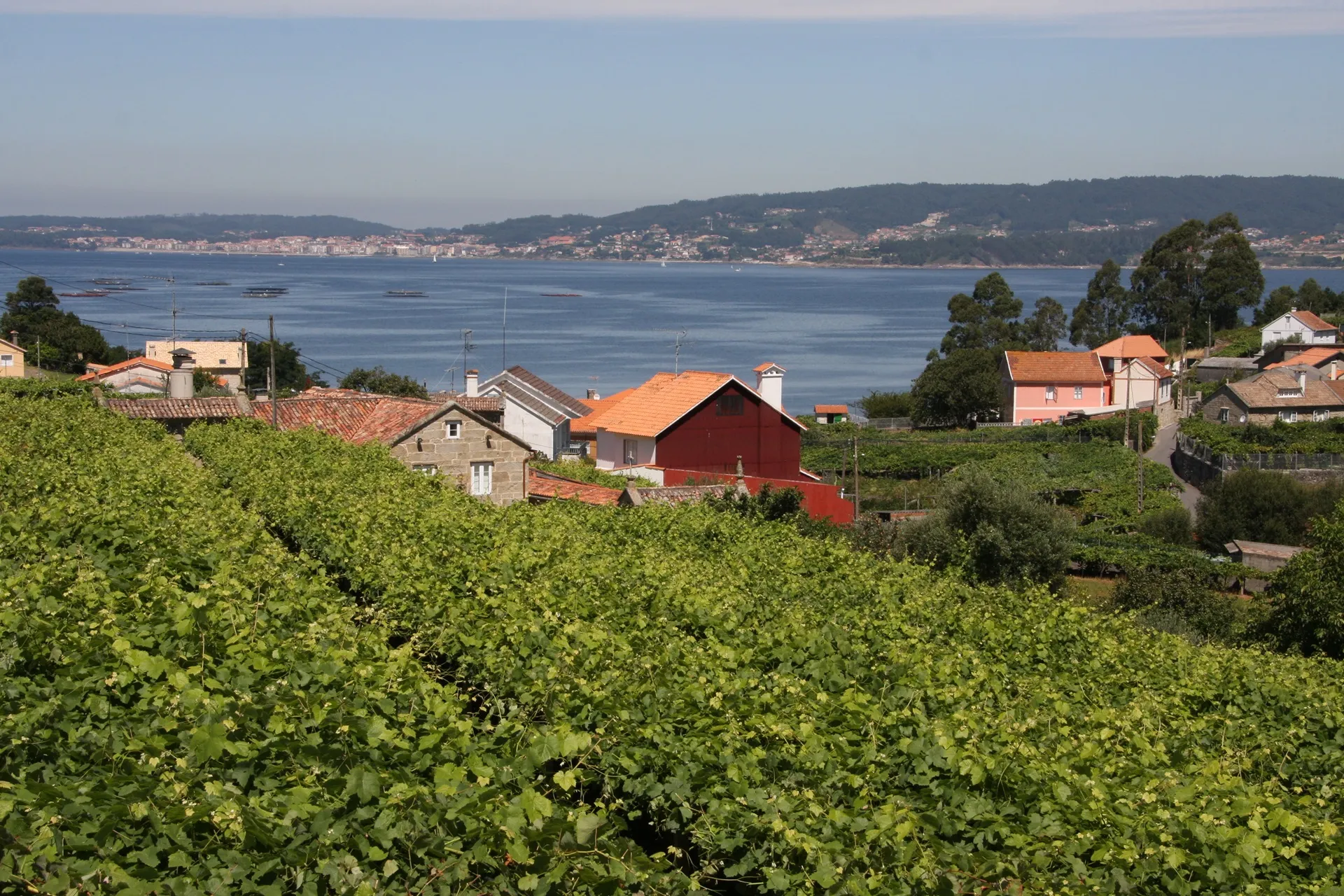 Galizien Meer und Reben