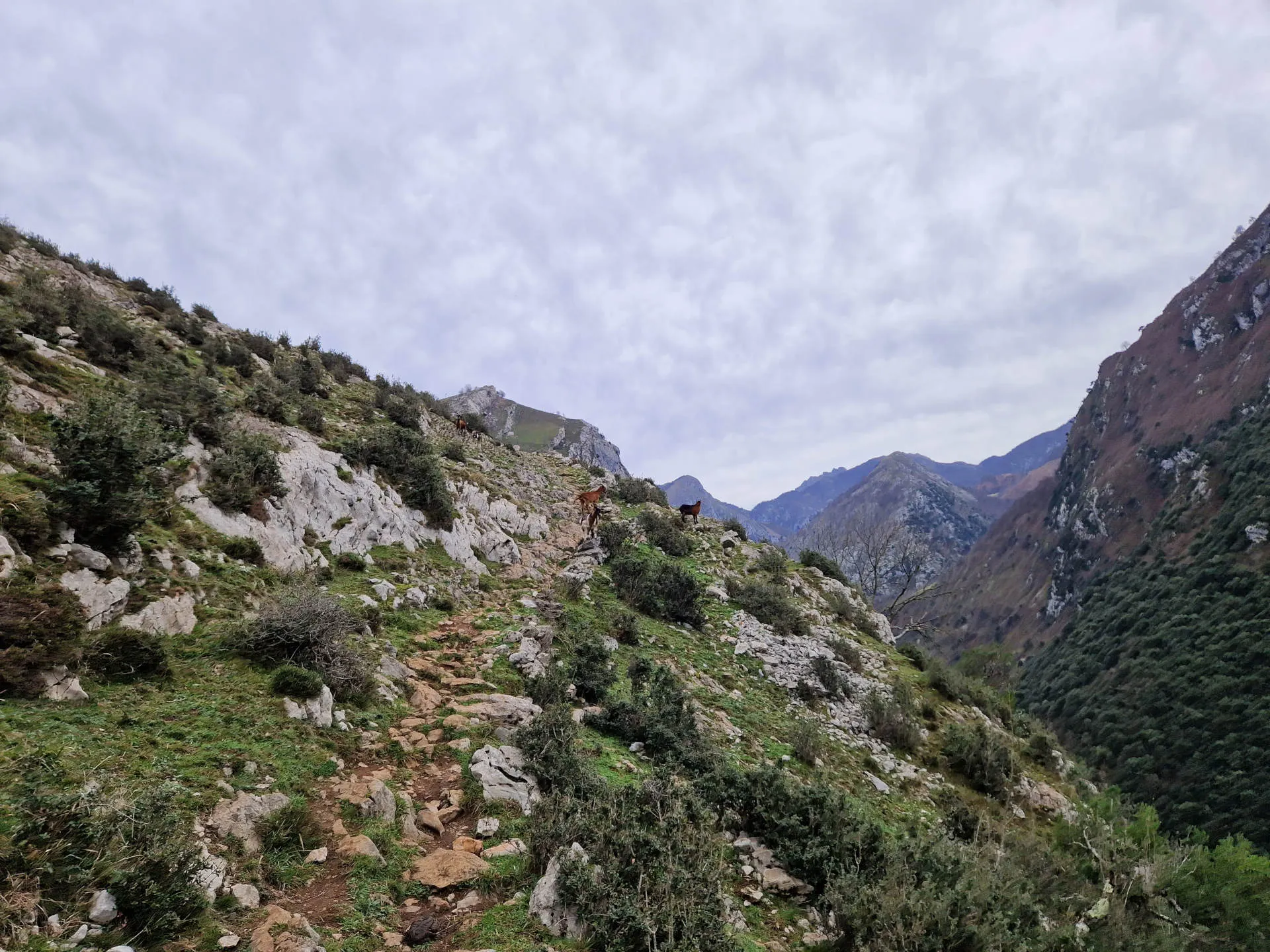 Ziegen auf einem Wanderweg