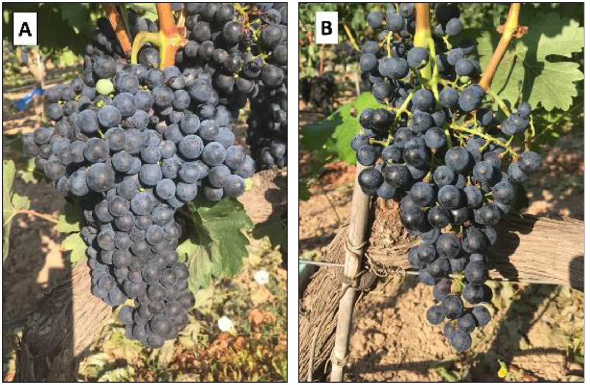 Tempranillo Klone im Vergleich