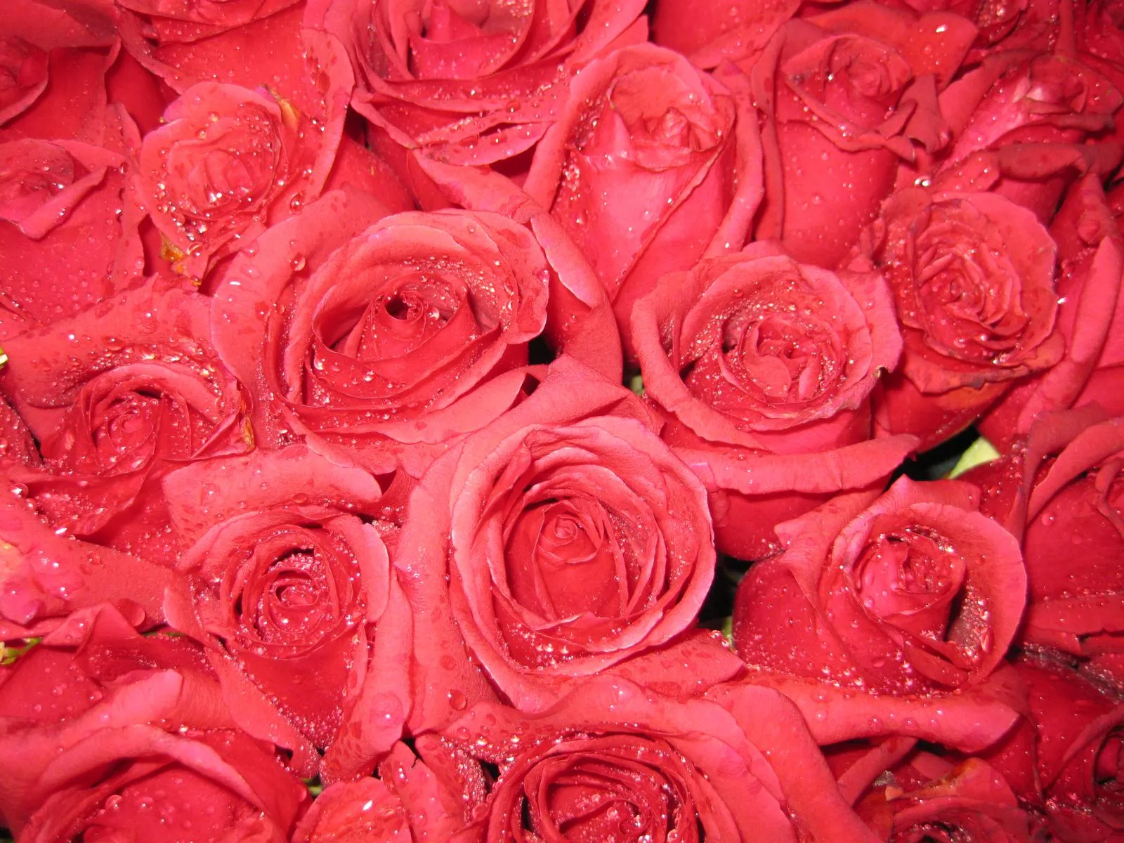 Rote Rosen