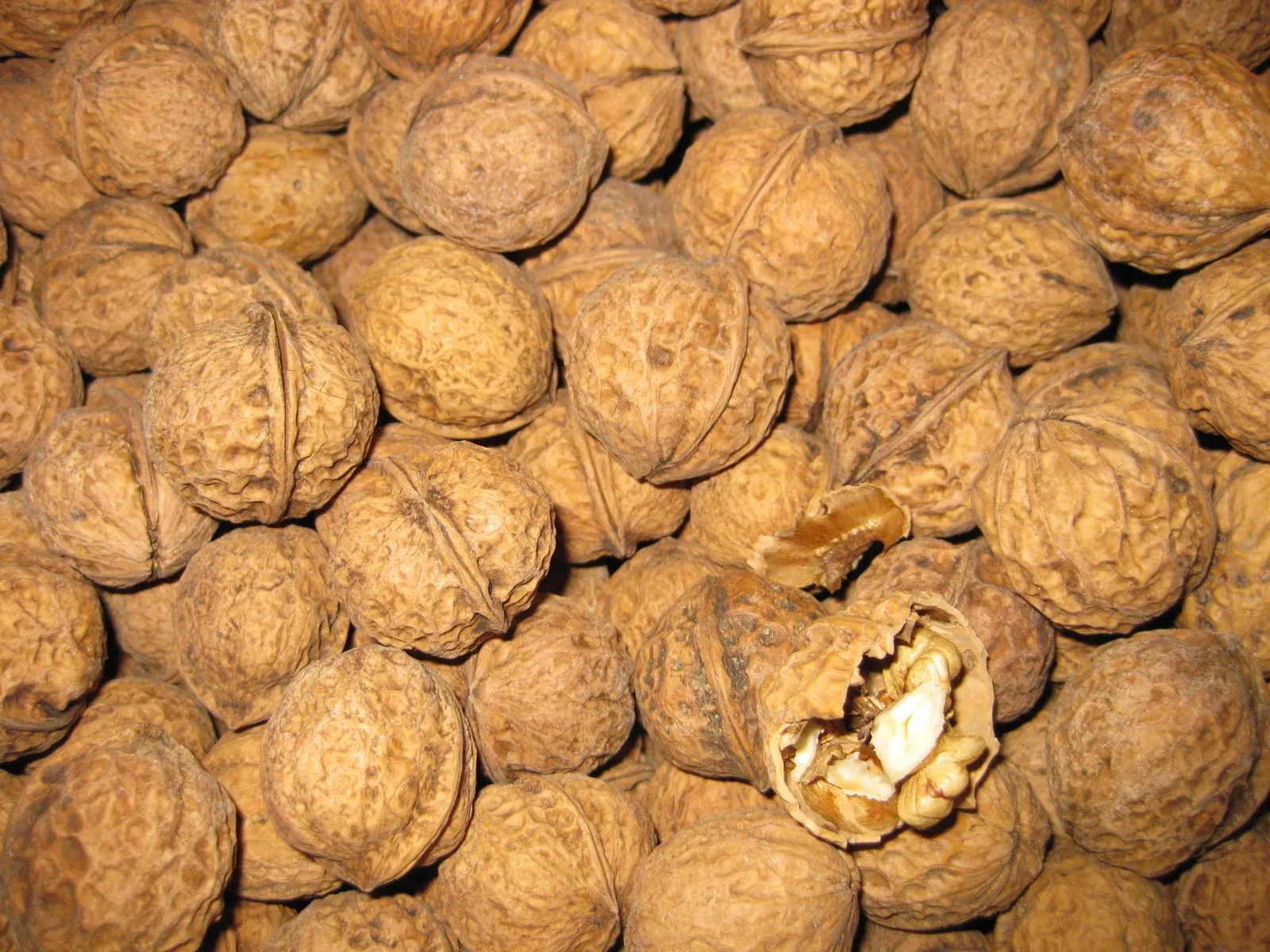 Viele Walnüsse