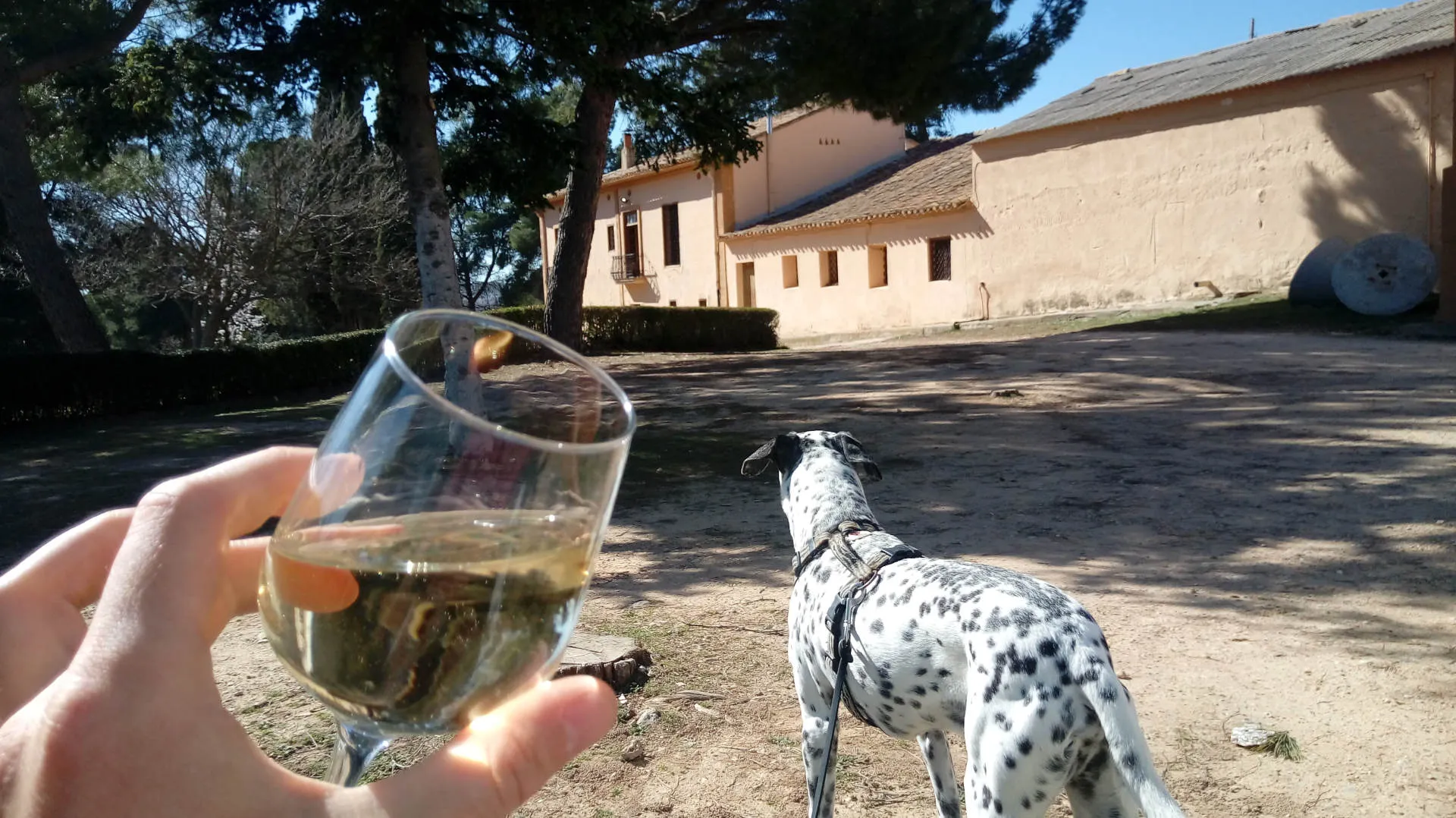 Wein und Hund vor altem Gebäude.