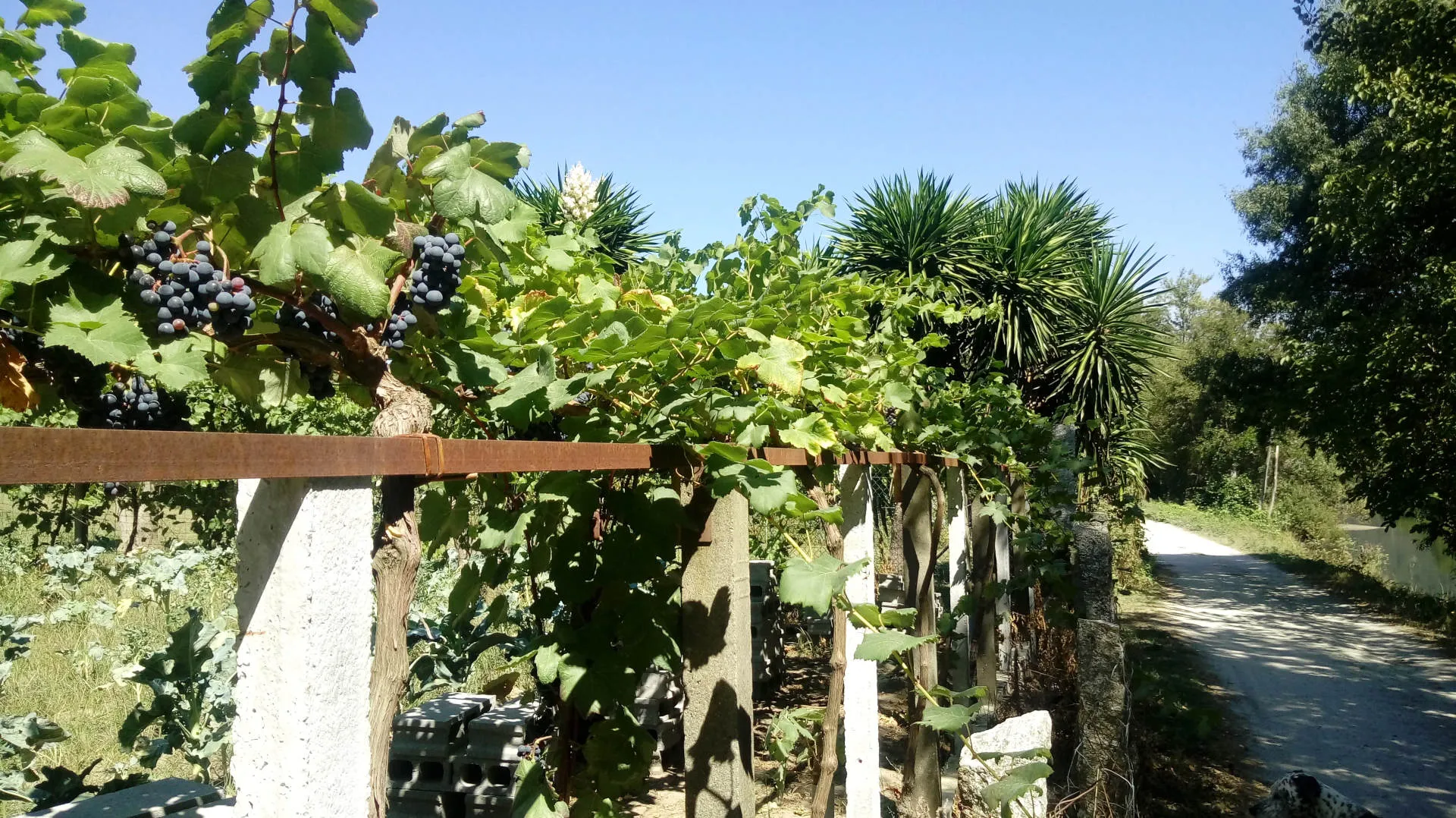 Eine Weinrebe an einem Fluss bei Sonnenschein