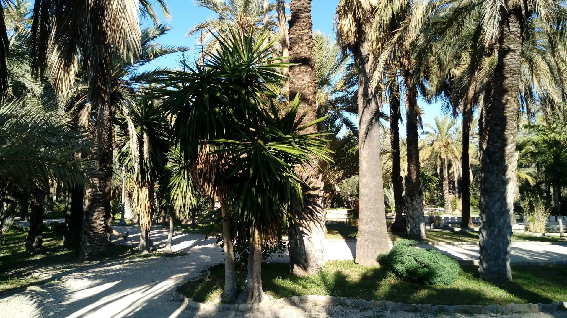 Viele verschiedene Palmen