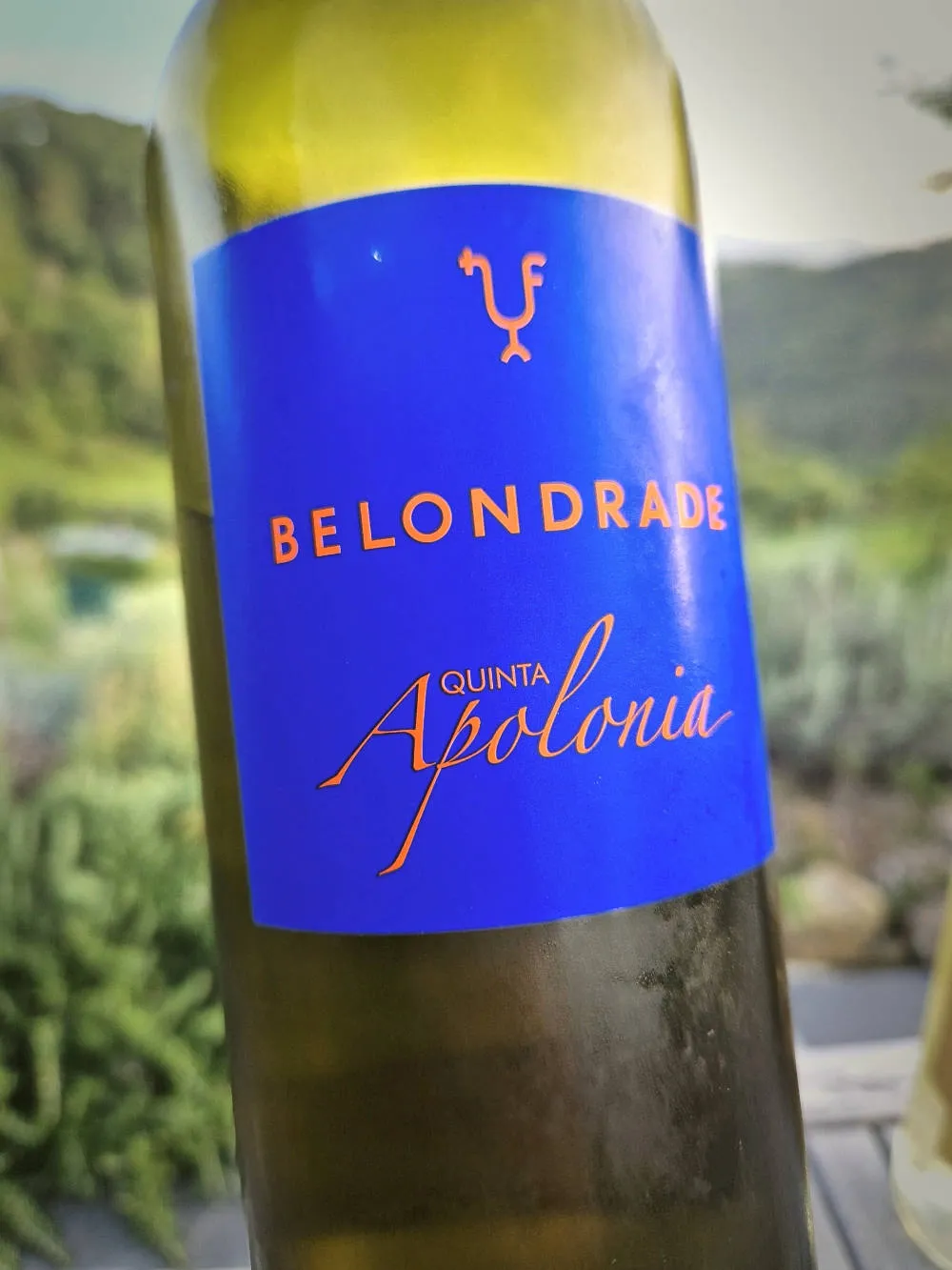 Eine Flasche Weißwein bei Sonnenschein