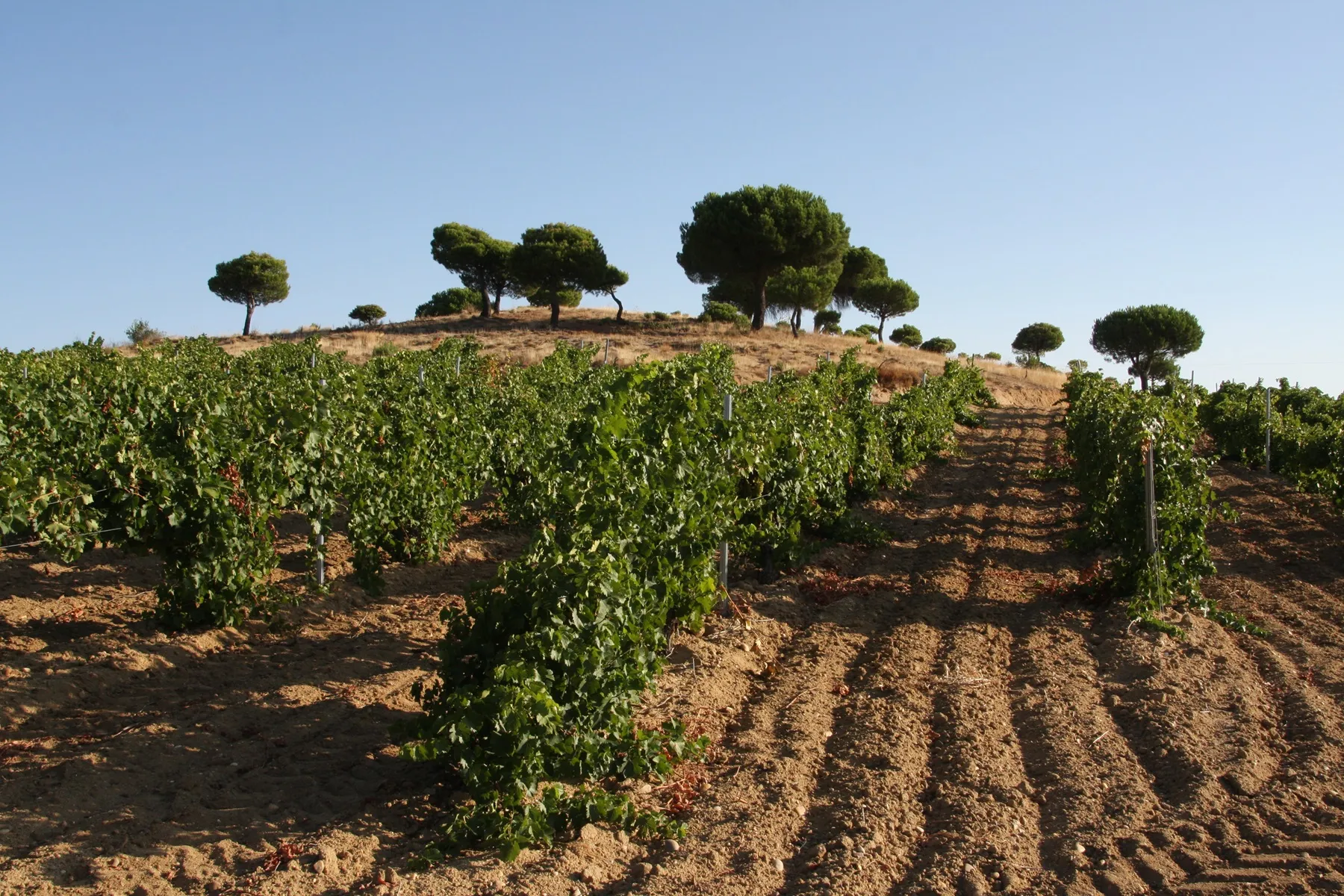 Landschaft Rueda
