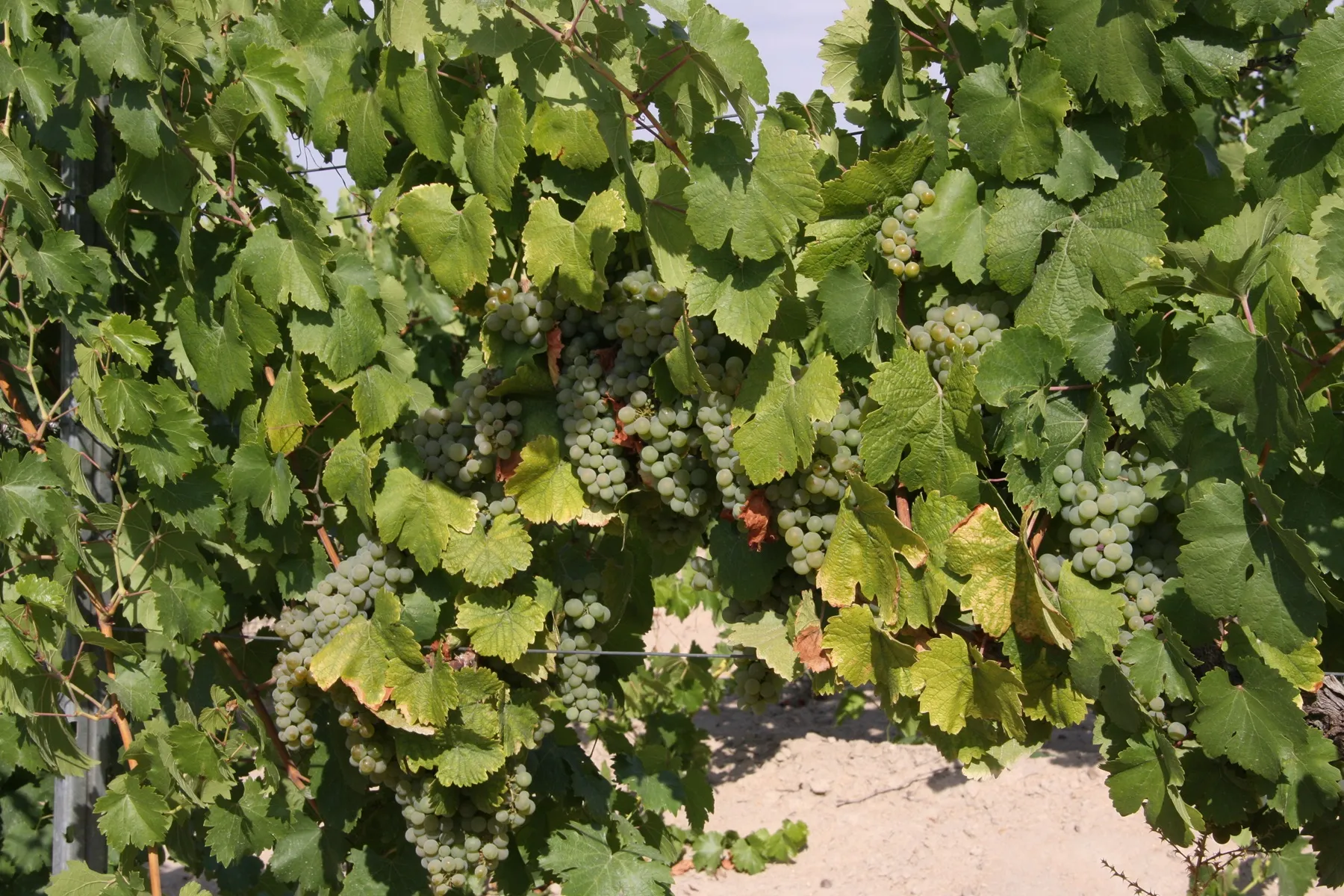 Verdejo Rebe mit Trauben