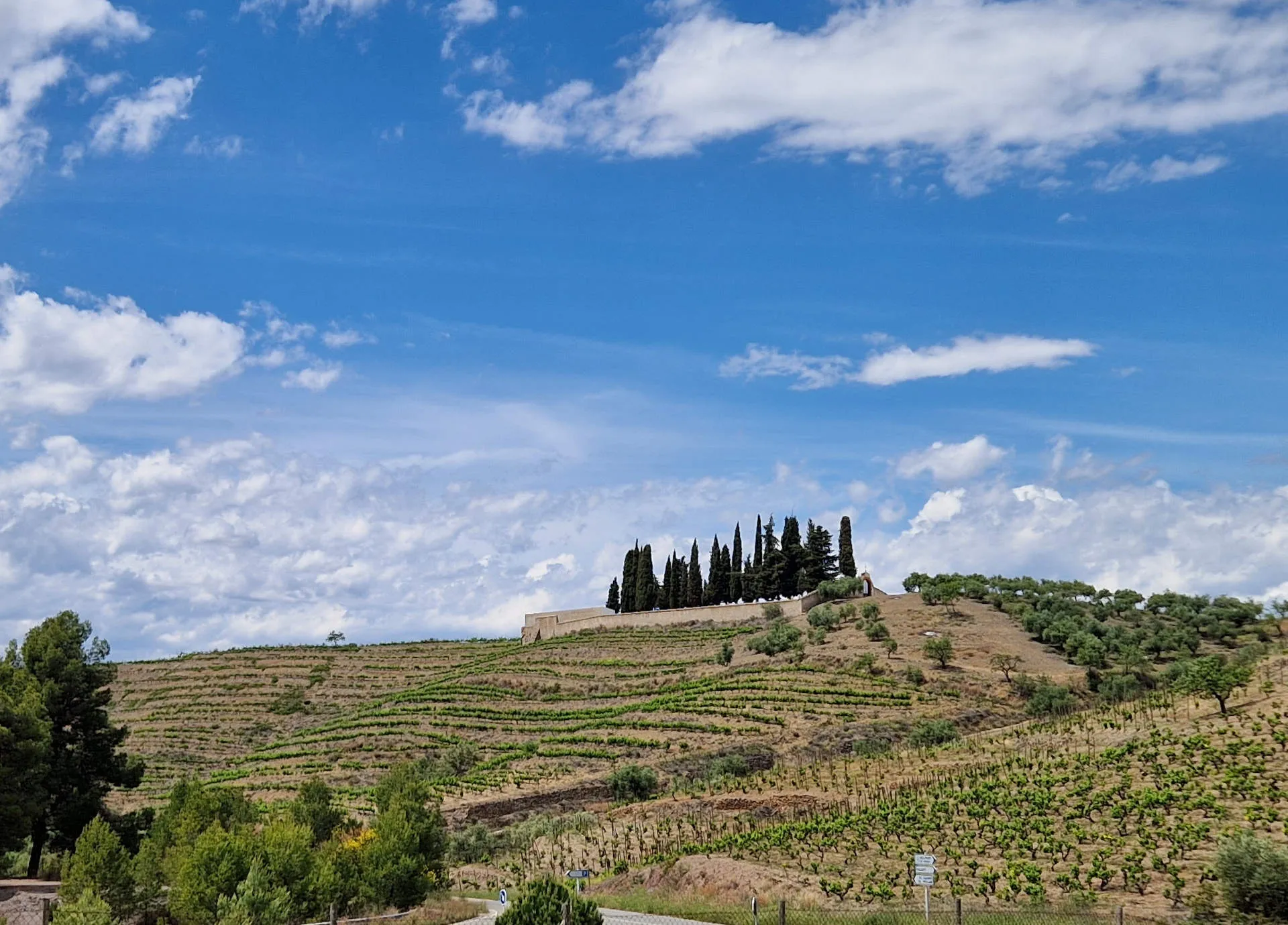 Blick auf einen Hügel mit Rebstöcken