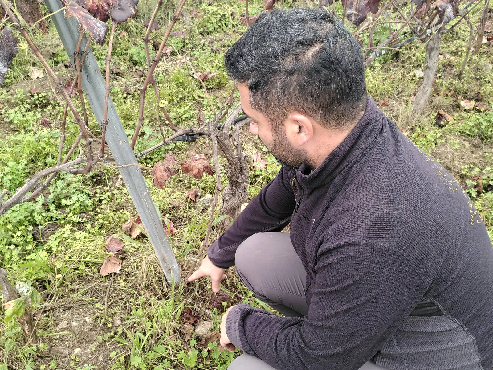 Borja Peréz im Weinberg.