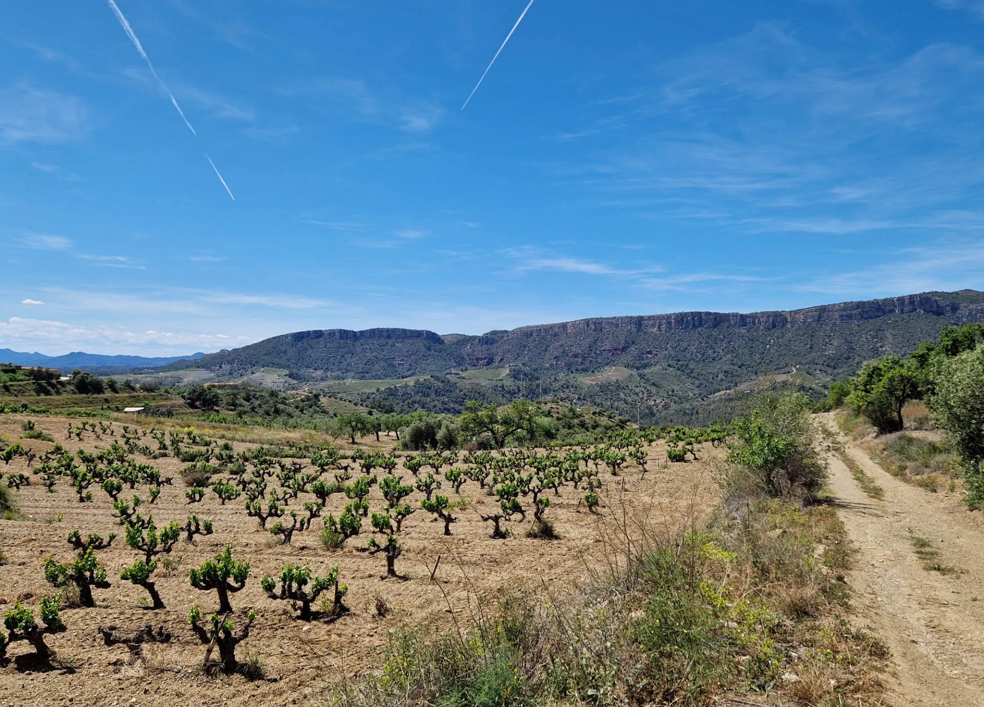 Blick auf einen Weinberg mit alten Rebstöcken