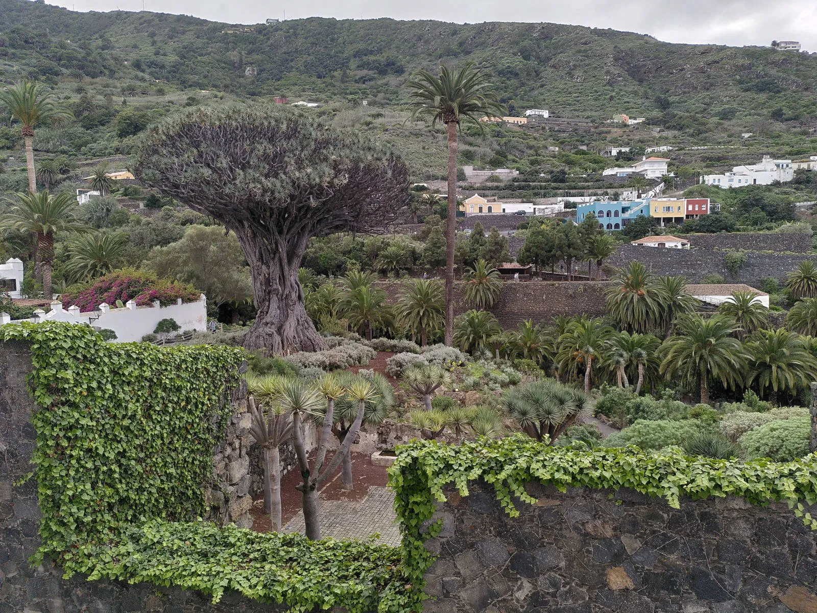 Icod de los Vinos im Weinbaugebiet DO Ycoden-Daute-Isora.