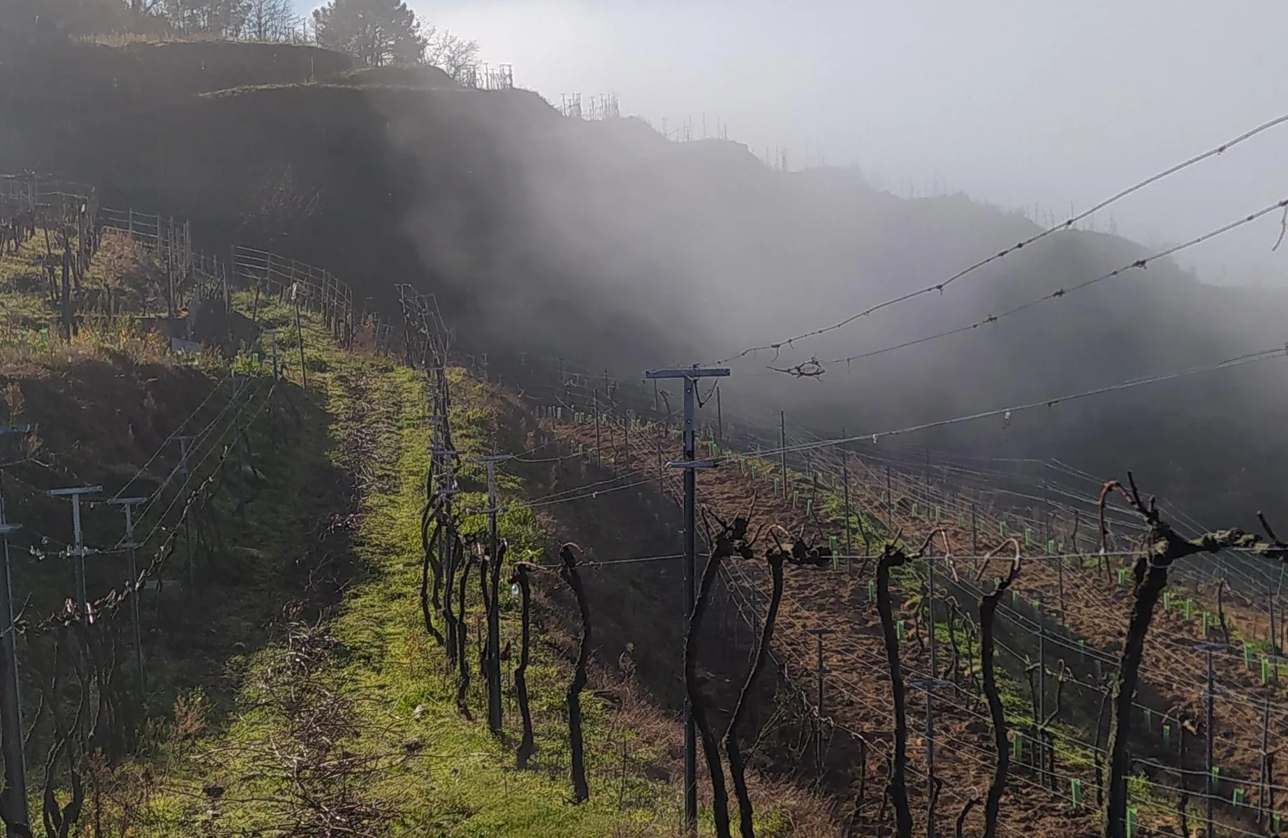 Weinberg im Nebel