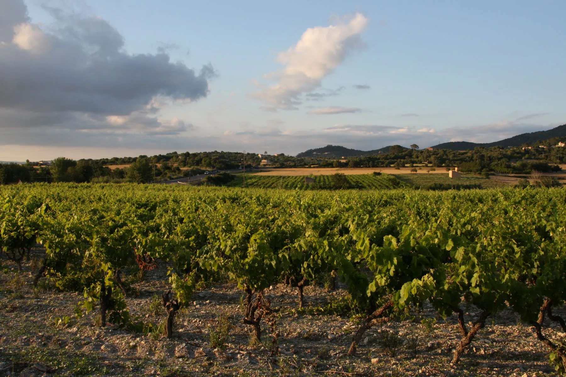 Mallorca alte Reben