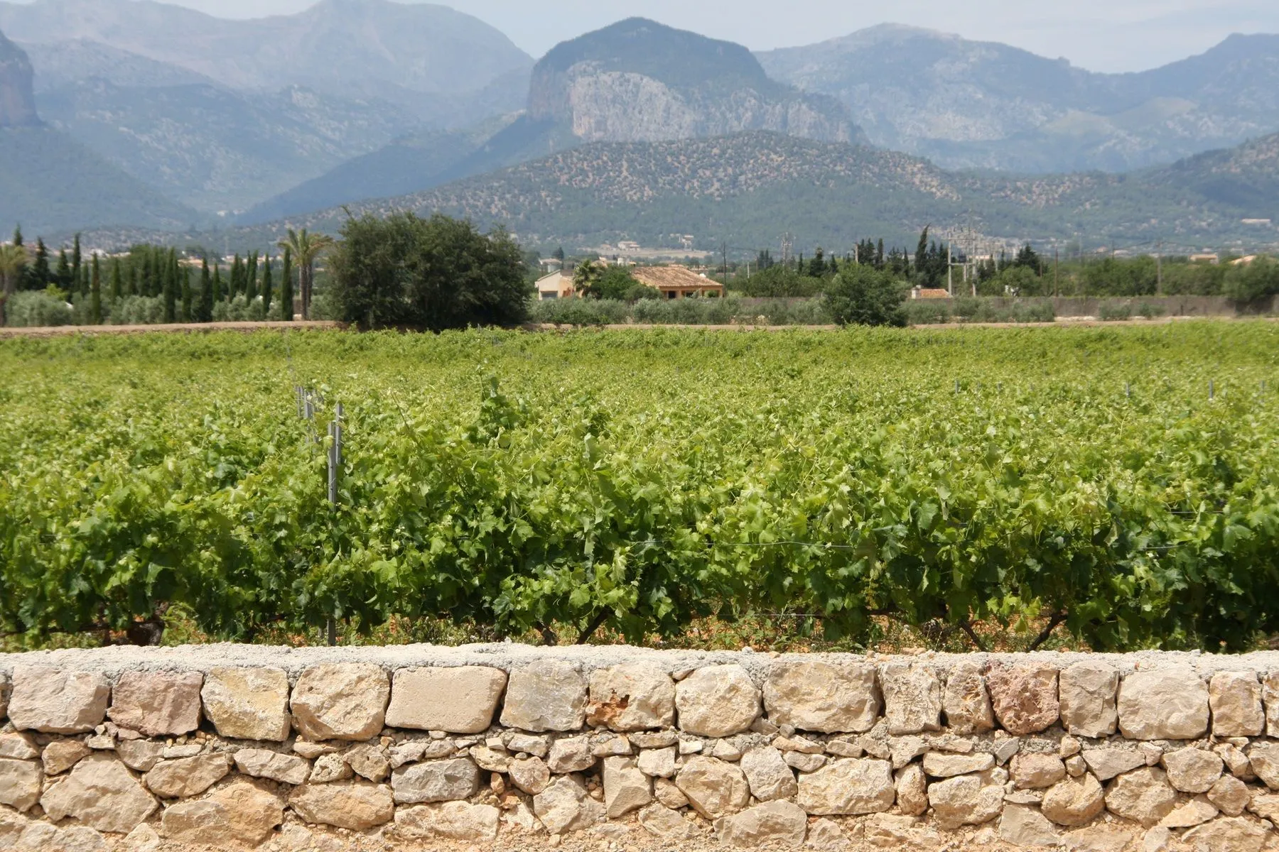 Binissalem Tramuntana 1