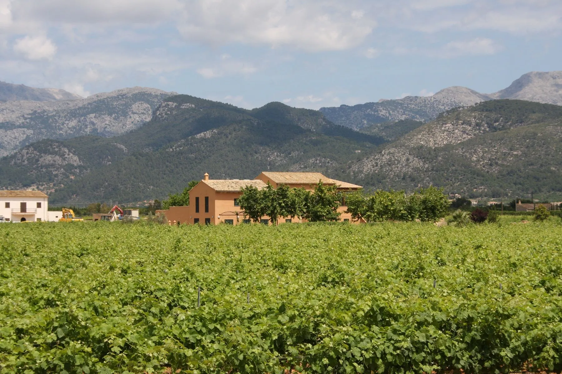 Binissalem Tramuntana 2