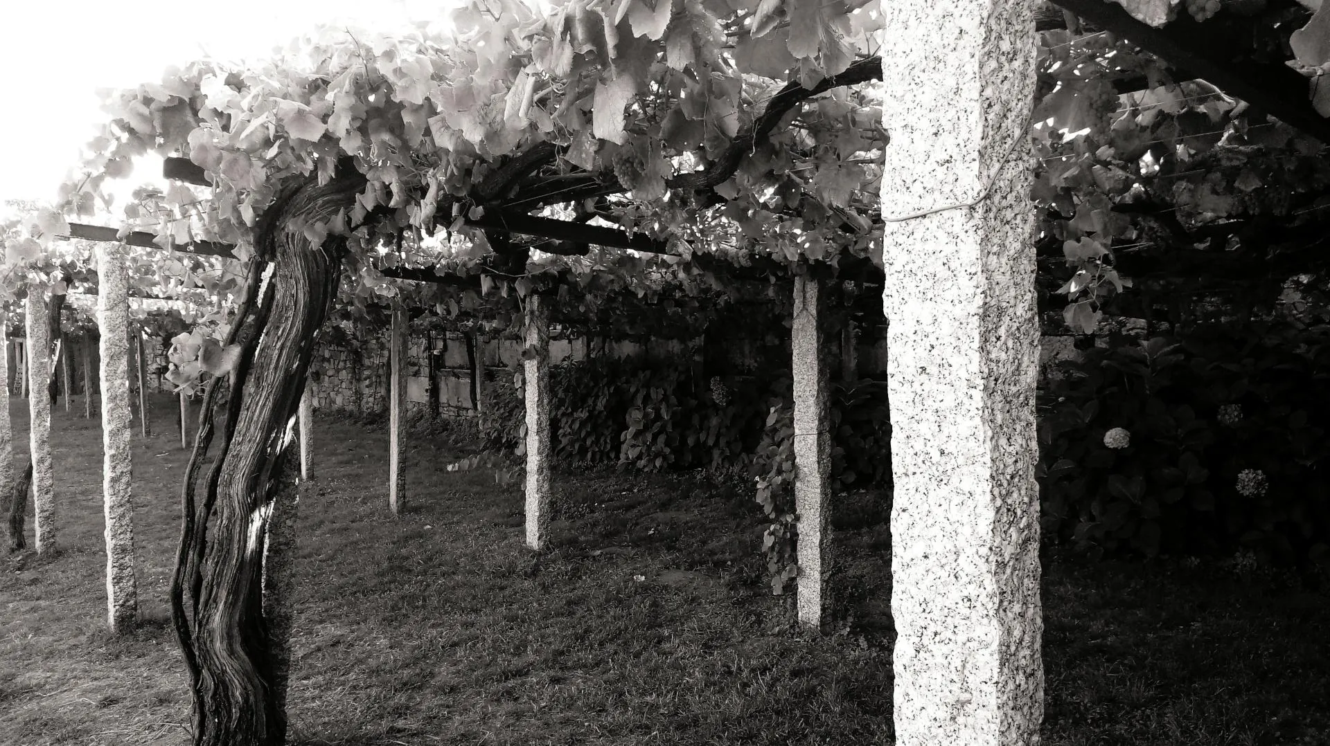 Alte Reben in den Rias Baixas