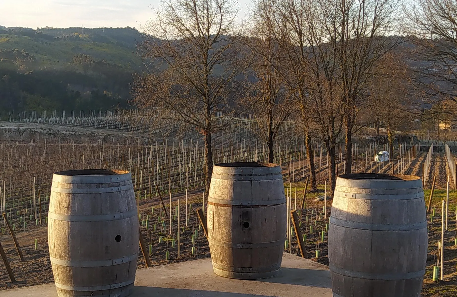 Weinberg mit Weinfässern