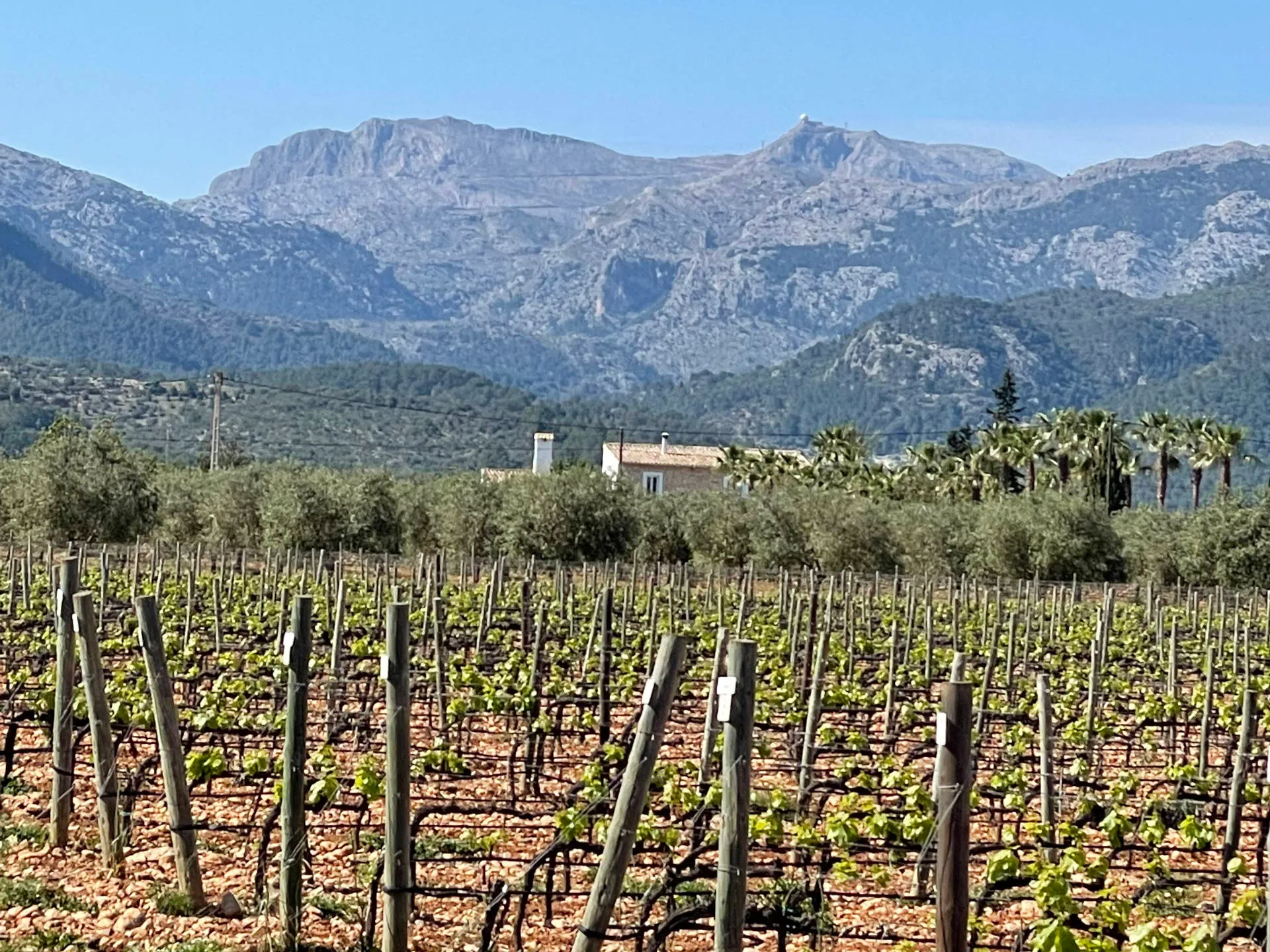 Weinreben und im Hintergrund ein Berg