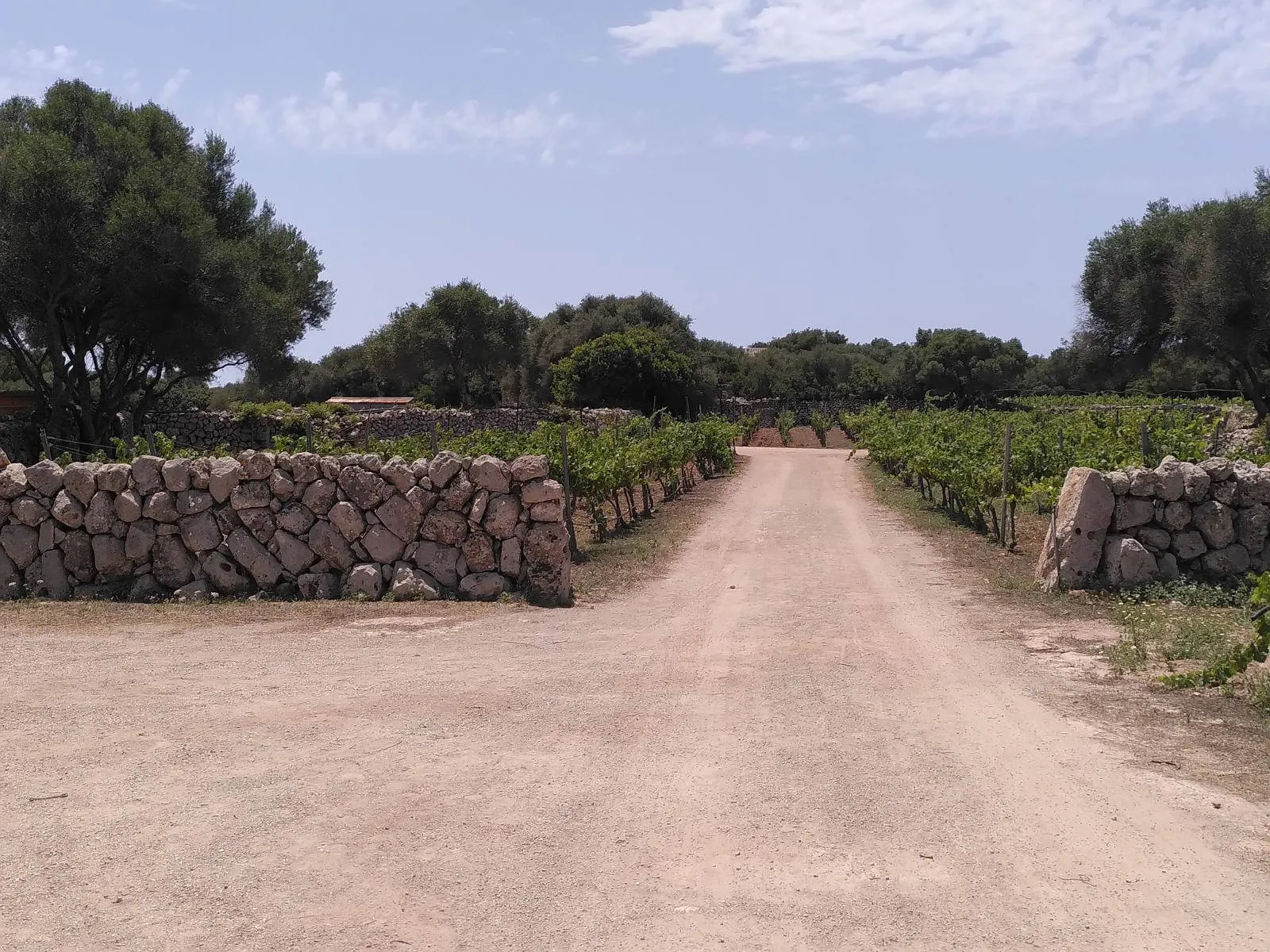 Tancas und Weinberge bei Binifadet