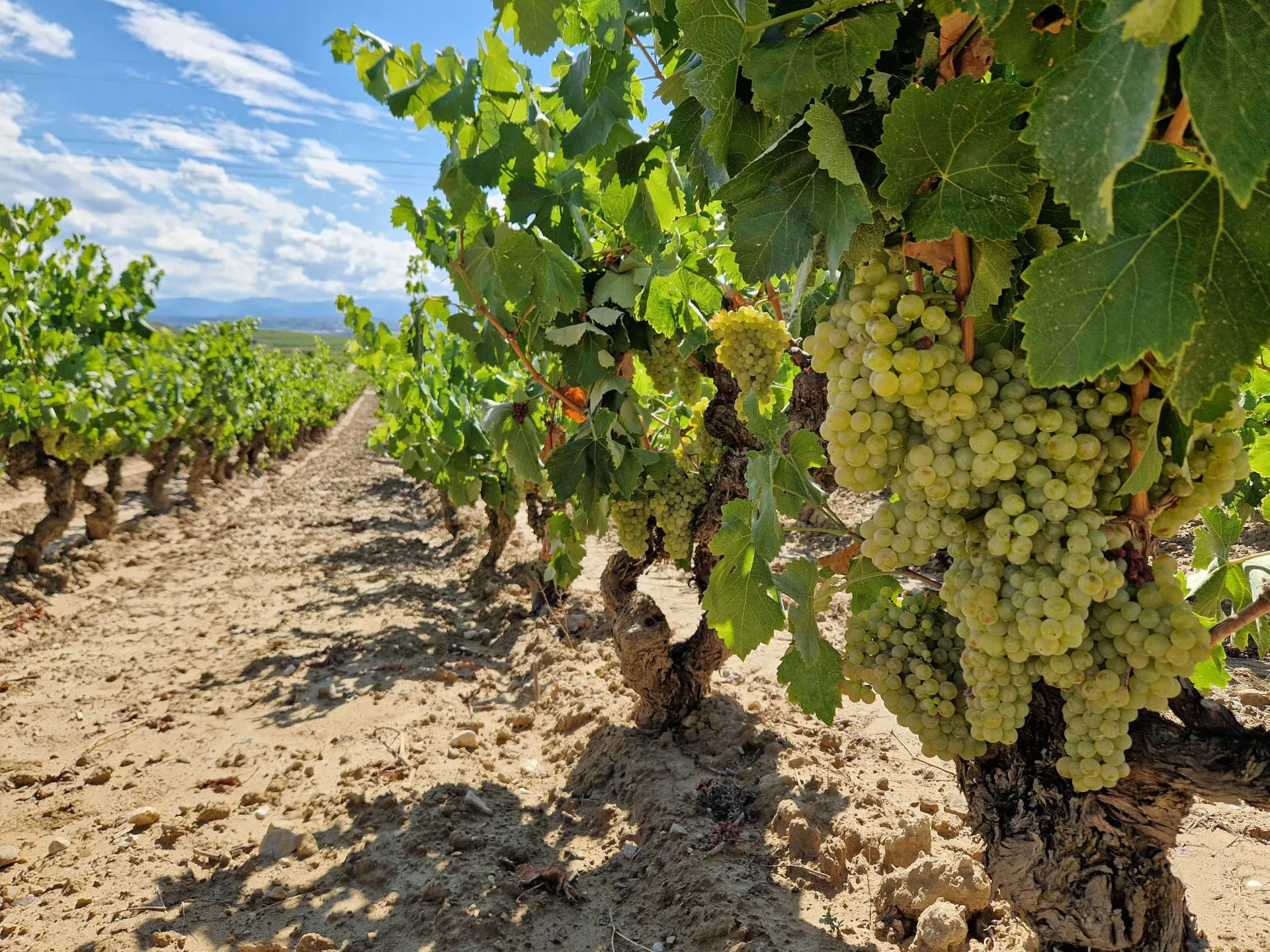 Eine Weinrebe mit reifen weißen Trauben bei Sonnenschein