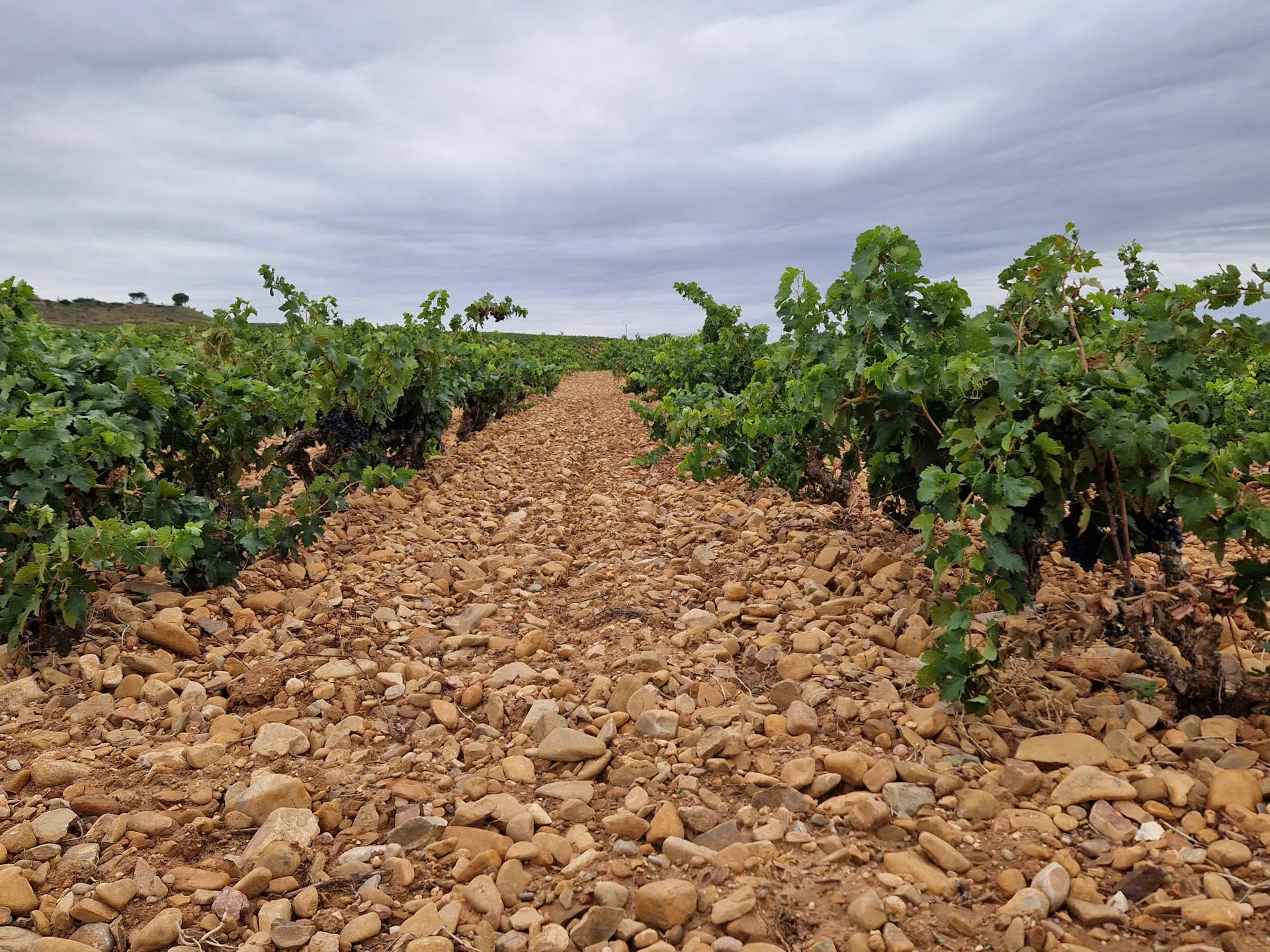 Weinberg mit steinigem Boden