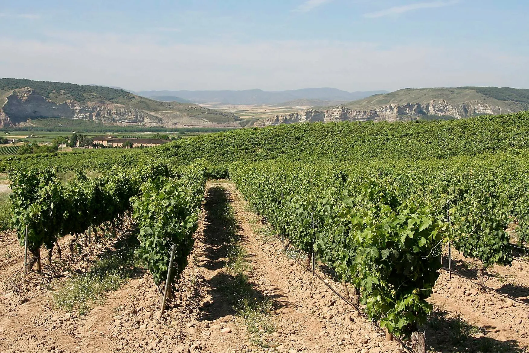 Weinbergsreihen in Spanien mit Bergen im Hintergrund