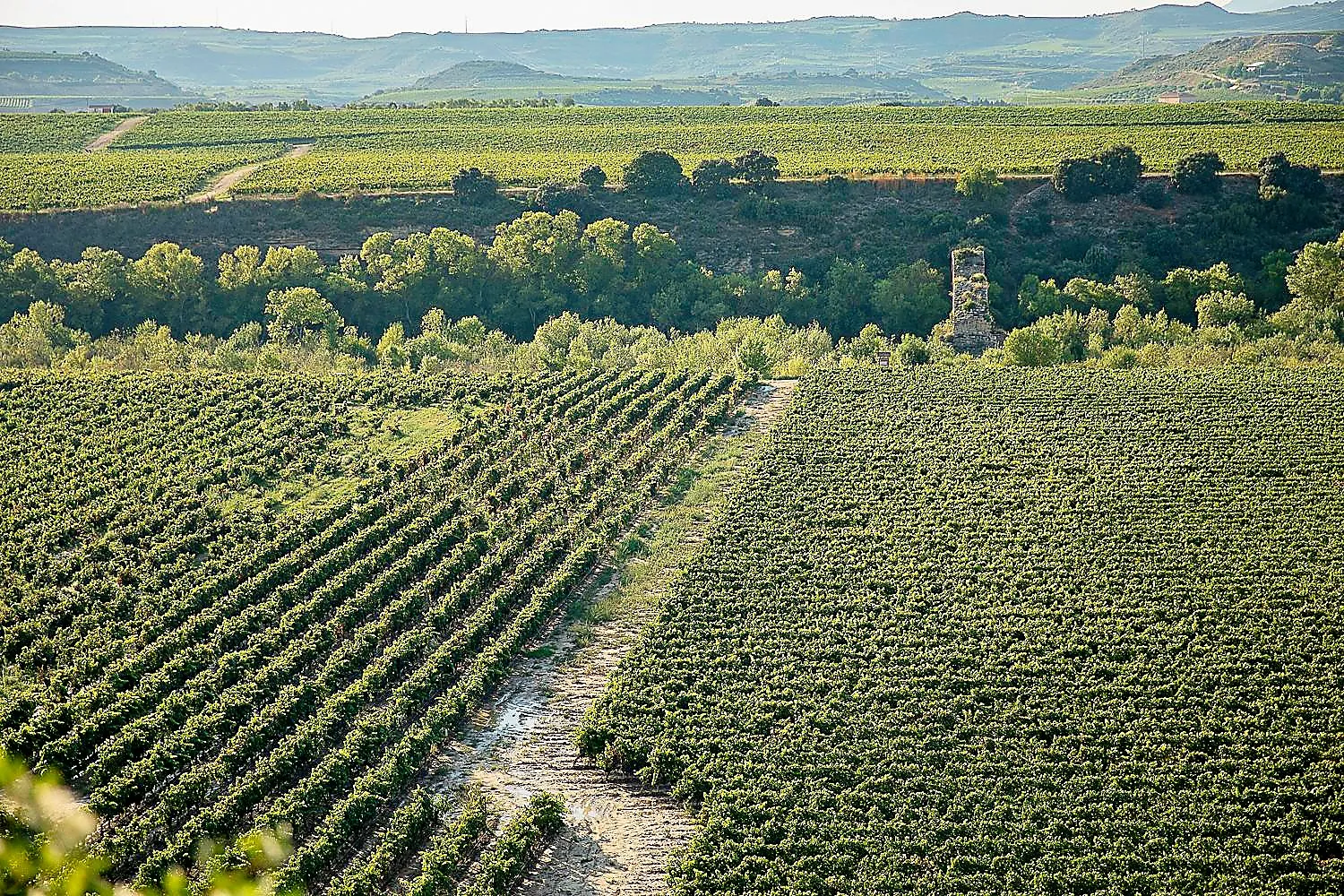 Blick in die Weinberge von Rioja