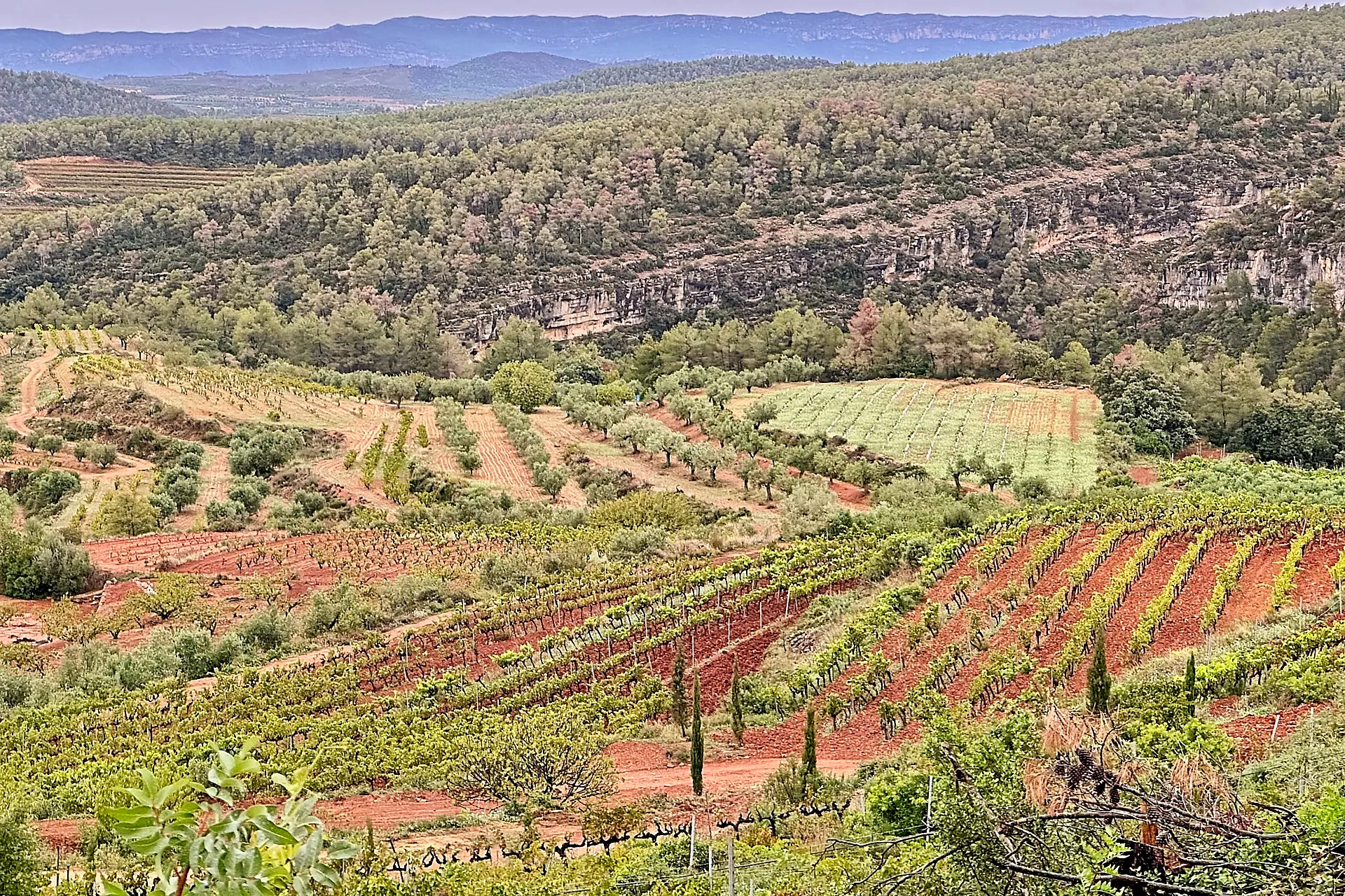 Blick auf Weinberge mit Bergen im Hintergrund
