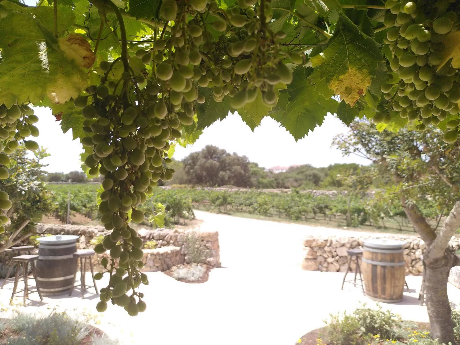 Restaurantterrasse der Bodega Binifadet.