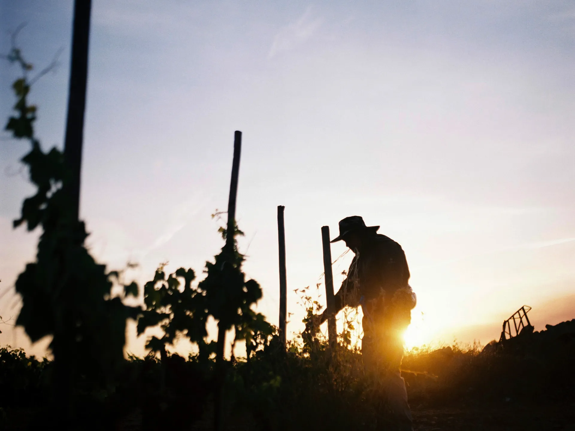 Mensch arbeitet bei Sonnenuntergang im Weinberg