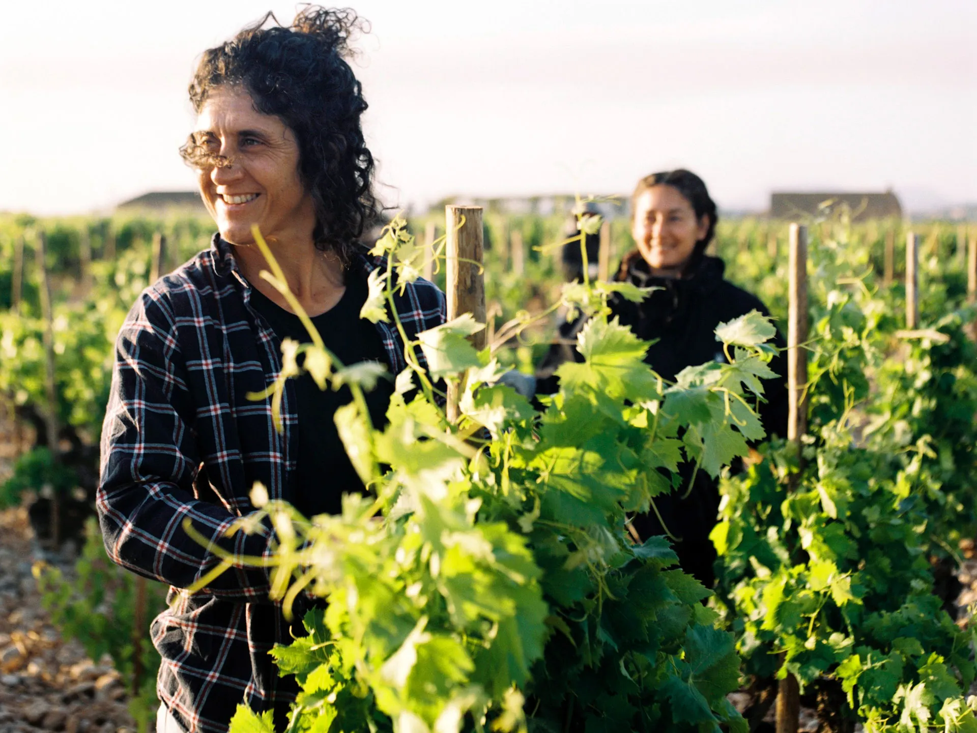 Frauen arbeiten im Weinberg