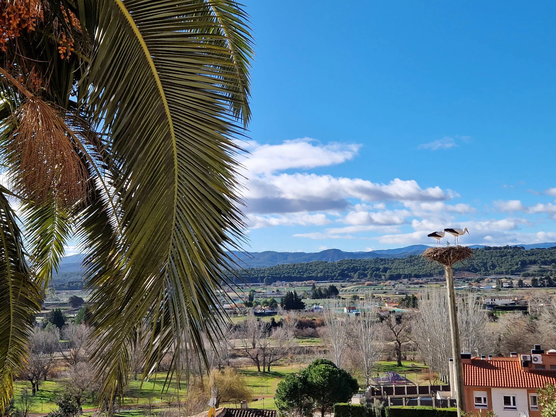 Blick auf ein Storchennest