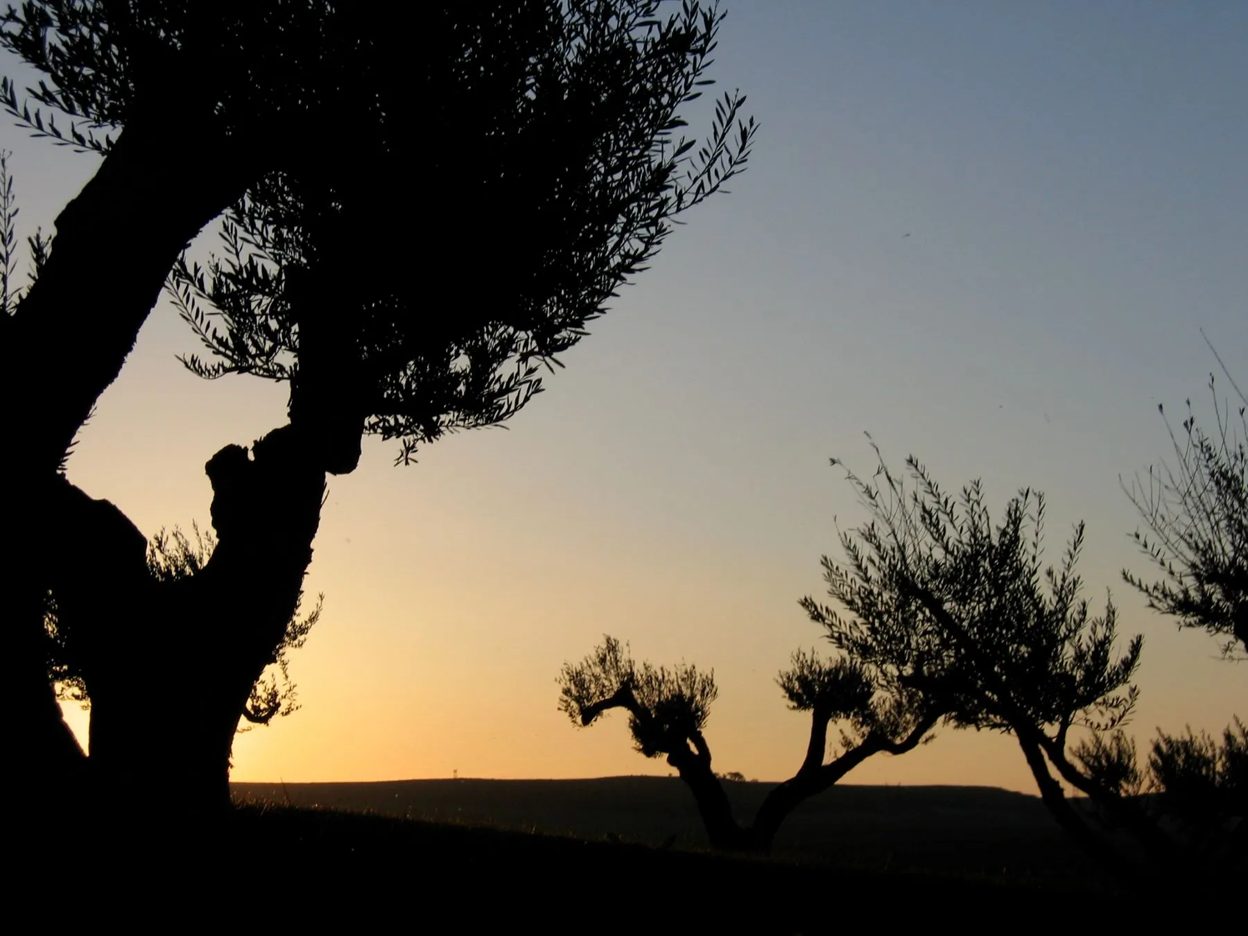 Einleitung Olivenöl Story