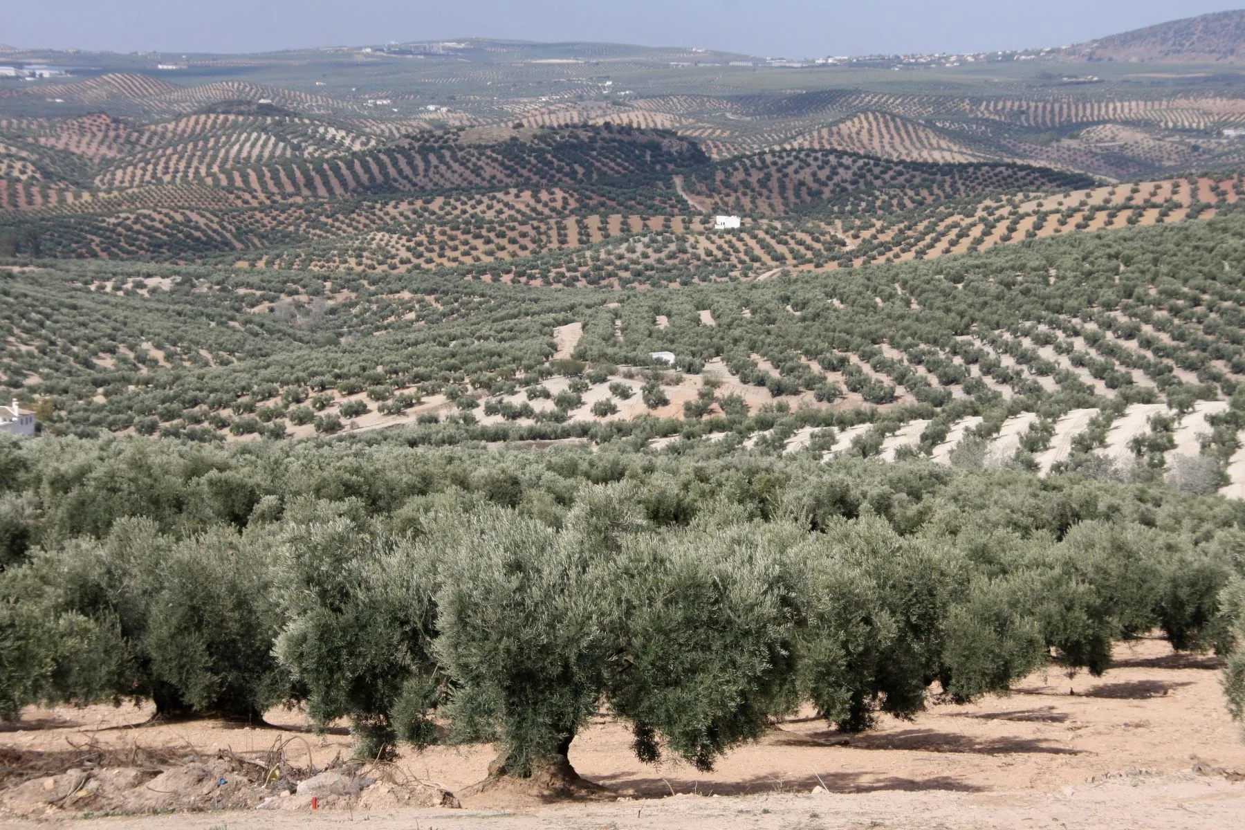 Unendliche Weite an Olivenhainen