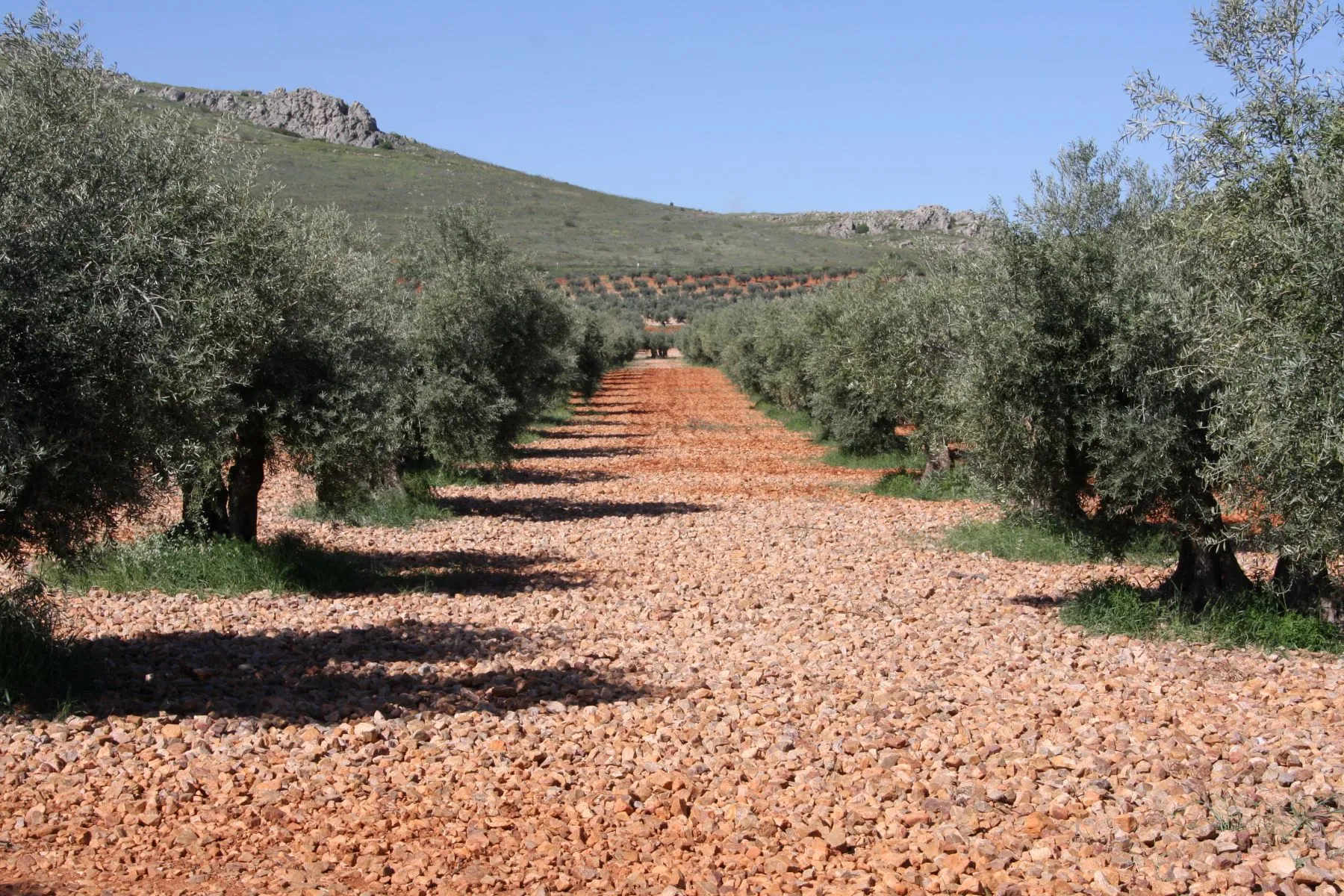 Bäume mit Abstand gepflanzt