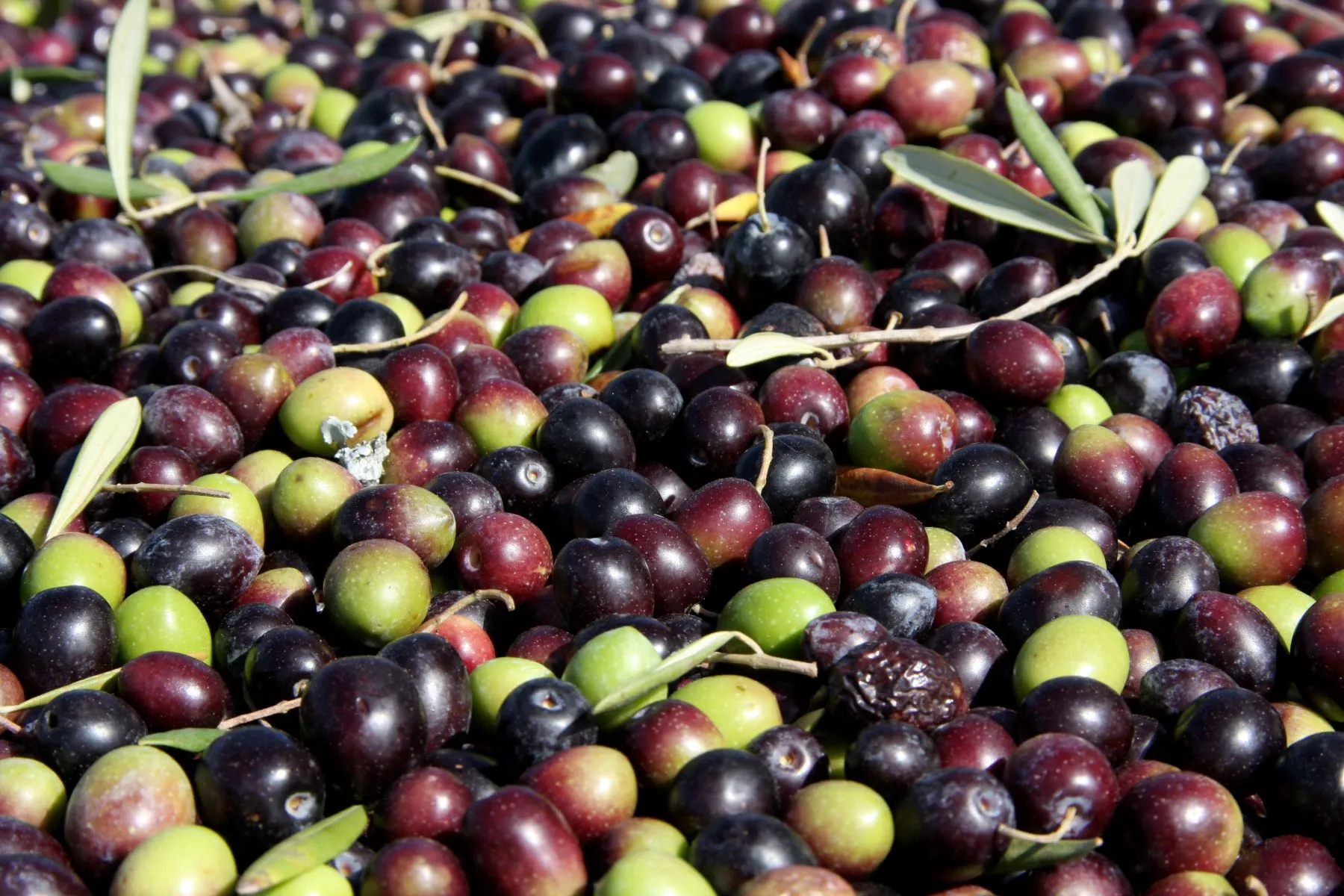 Unterschiedlich gereifte Oliven