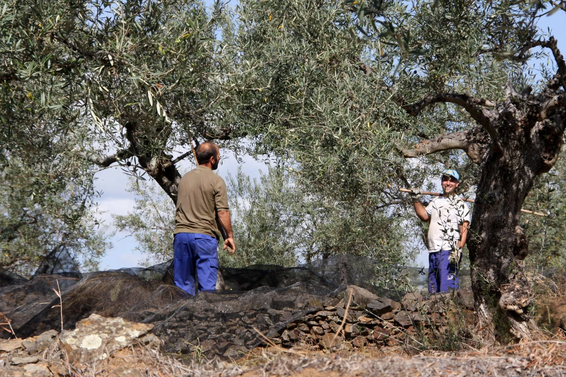 Olivenernte per Stock tradionell