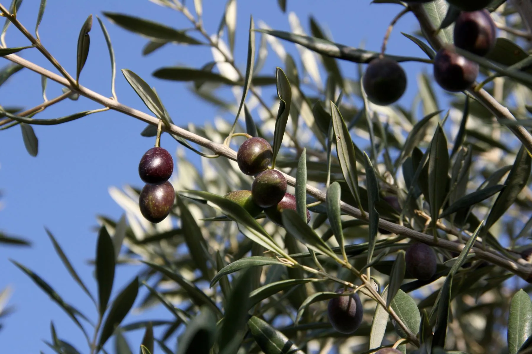Perfekt gereifte Oliven